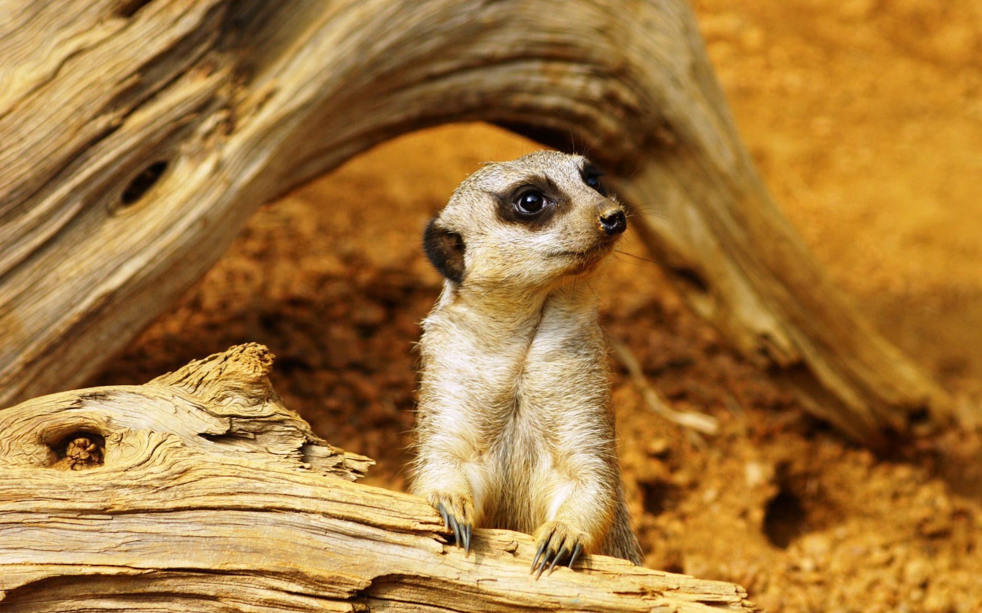 1920x1200 Meerkats Wallpaper