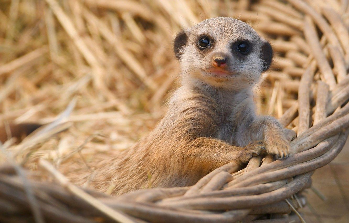 1332x850 Wallpaper look, portrait, baby, face, basket, cub, bokeh, meerkat