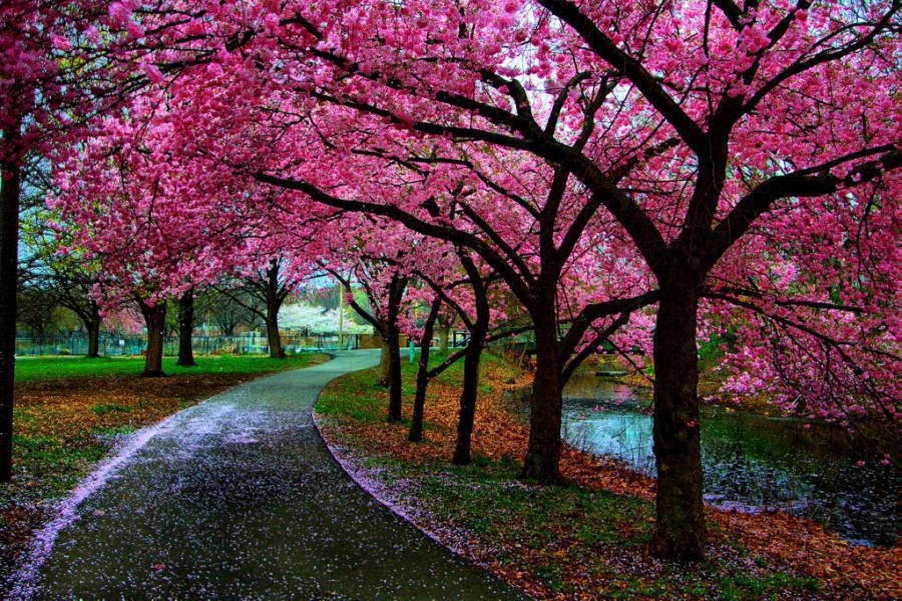 Beautiful Spring View Wallpapers - Top Free Beautiful Spring View ...