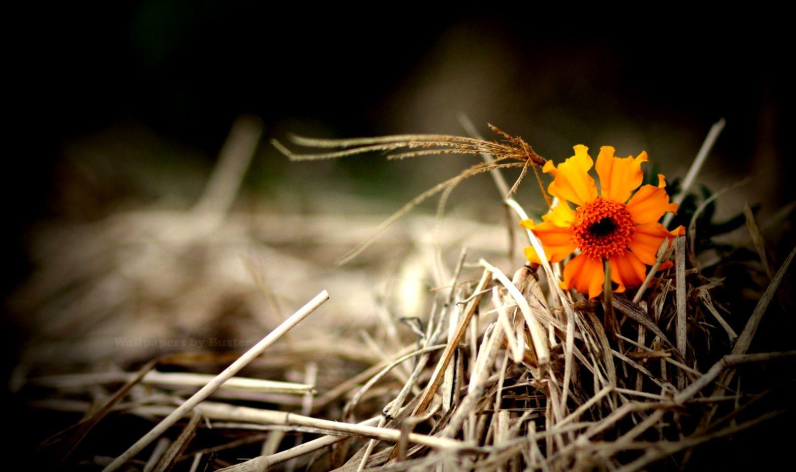 1579x936 Beautiful photography wallpaper