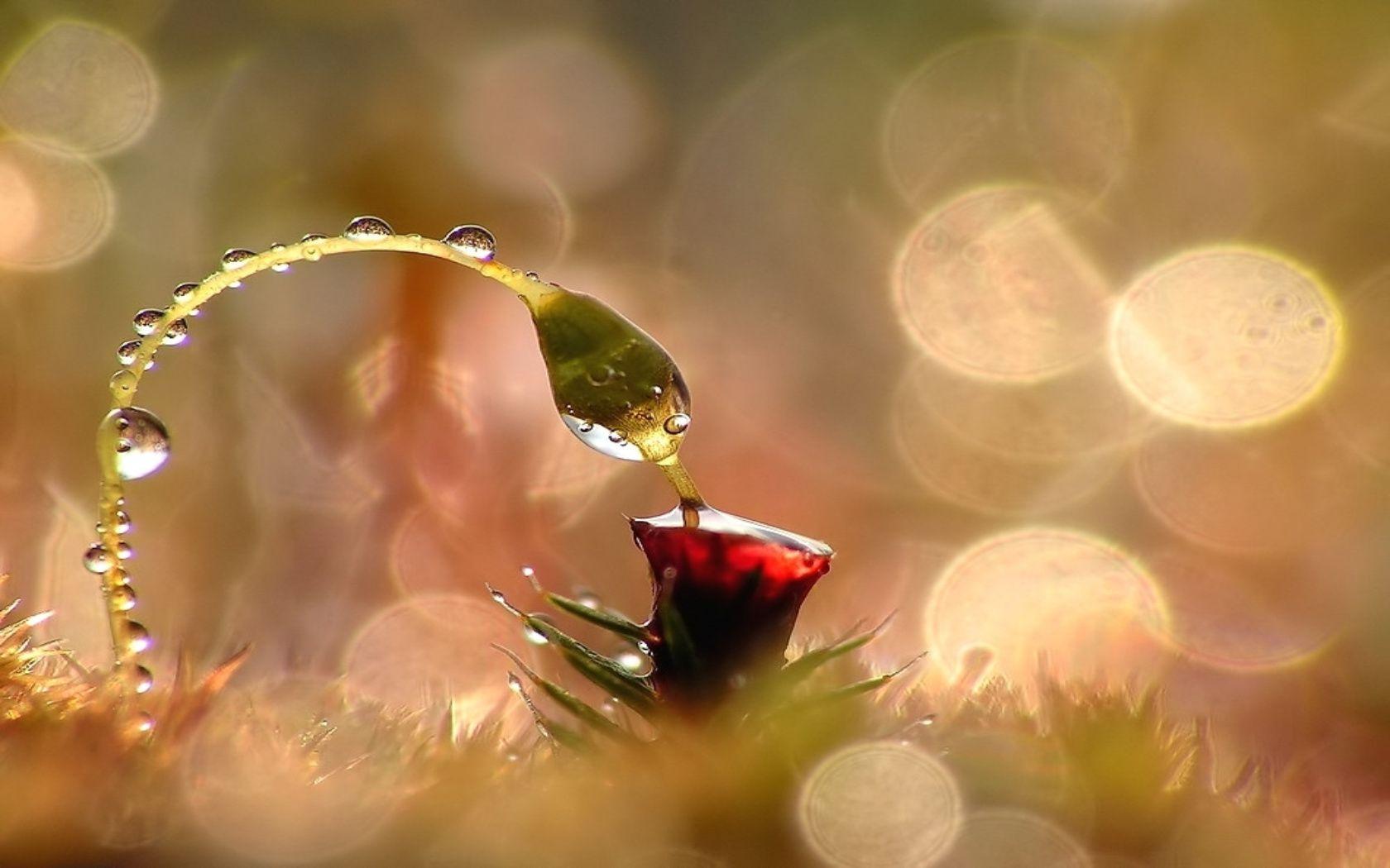 1680x1050 Flowers With Dew Drops HD