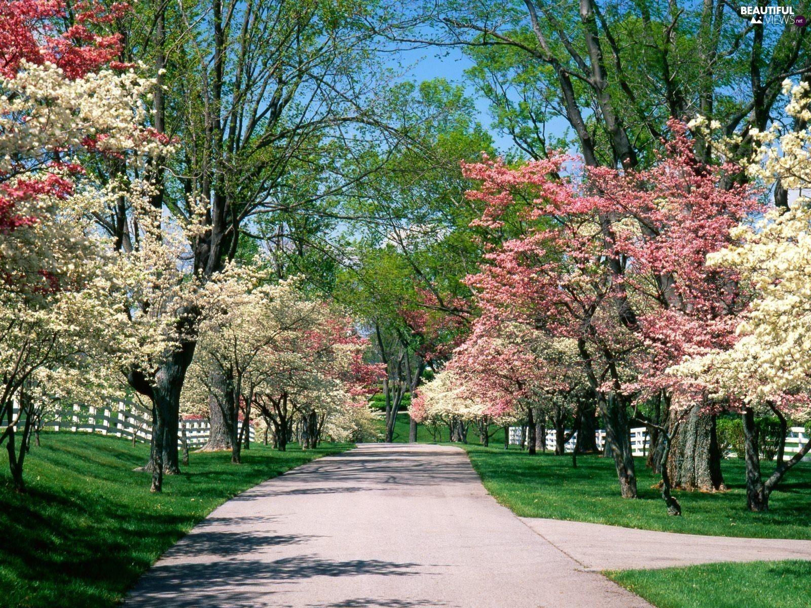 1600x1200 white, Park, trees, viewes, Pink, Spring views