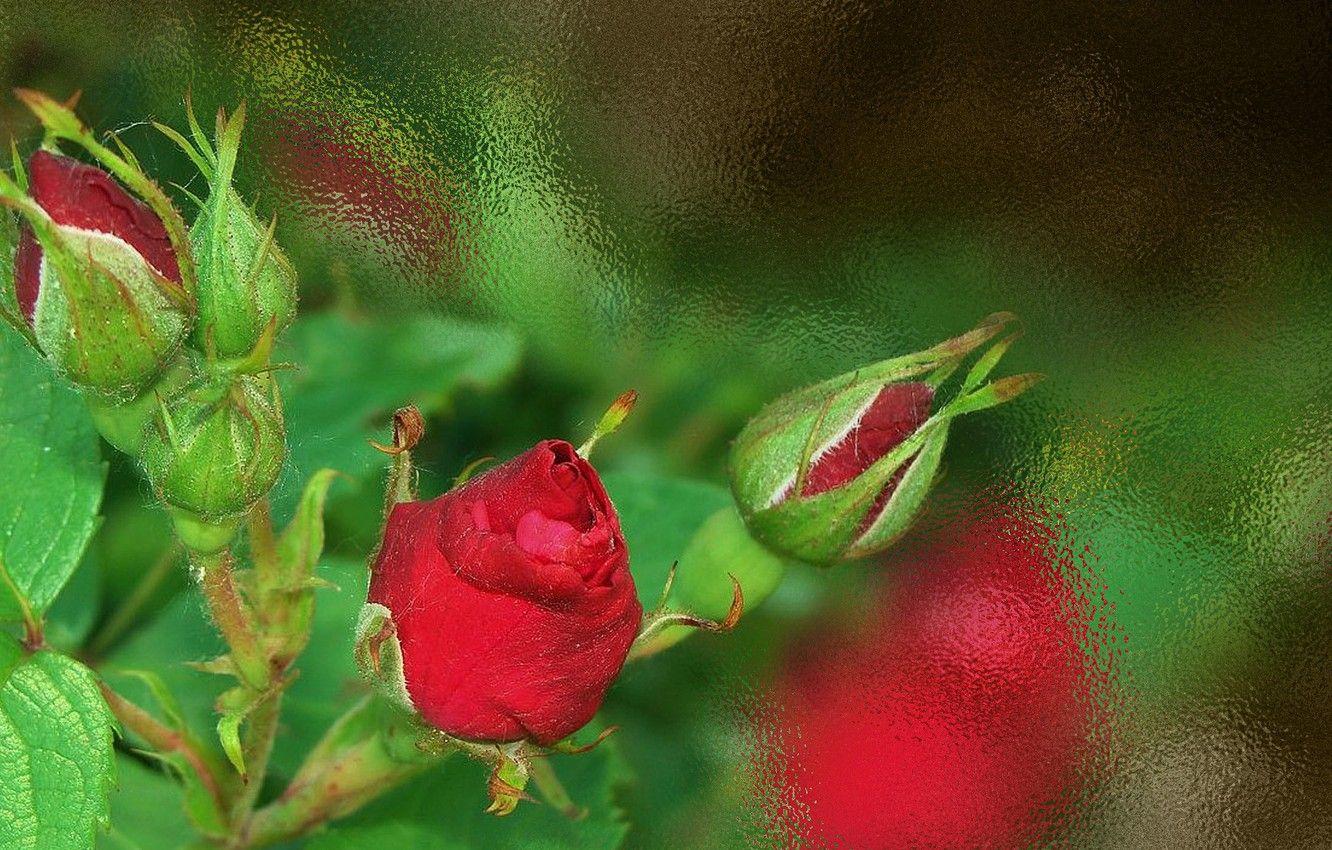 1332x850 Wallpaper flowers, beauty, author's photo