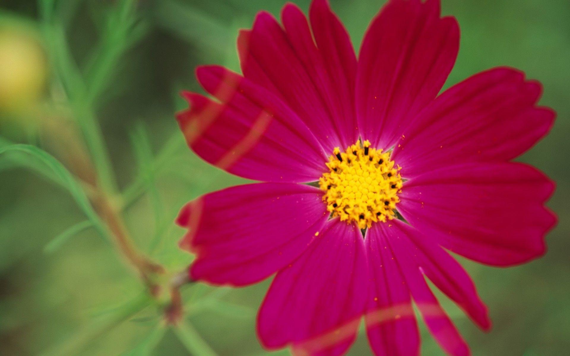 1920x1200 Beautiful, photography, creeping, flowers, daisy, background