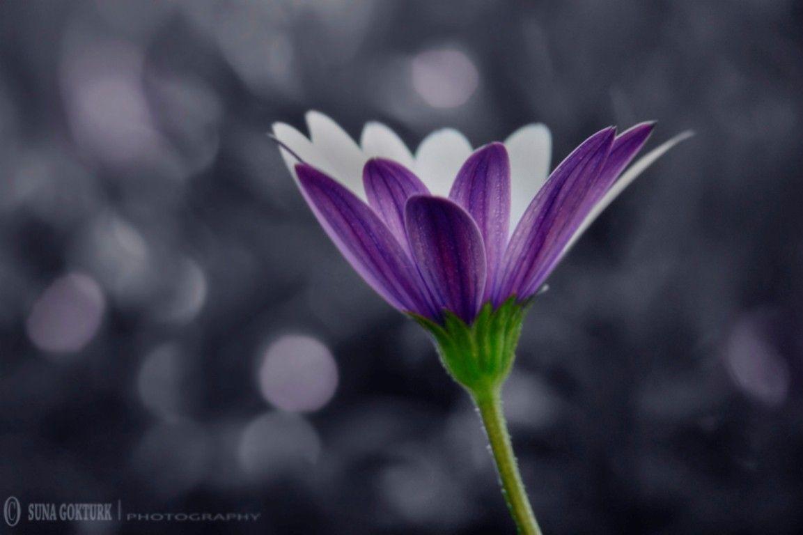 1153x768 Flowers: Fading Away Cosmos Purple Cute Flower Wallpaper Picture