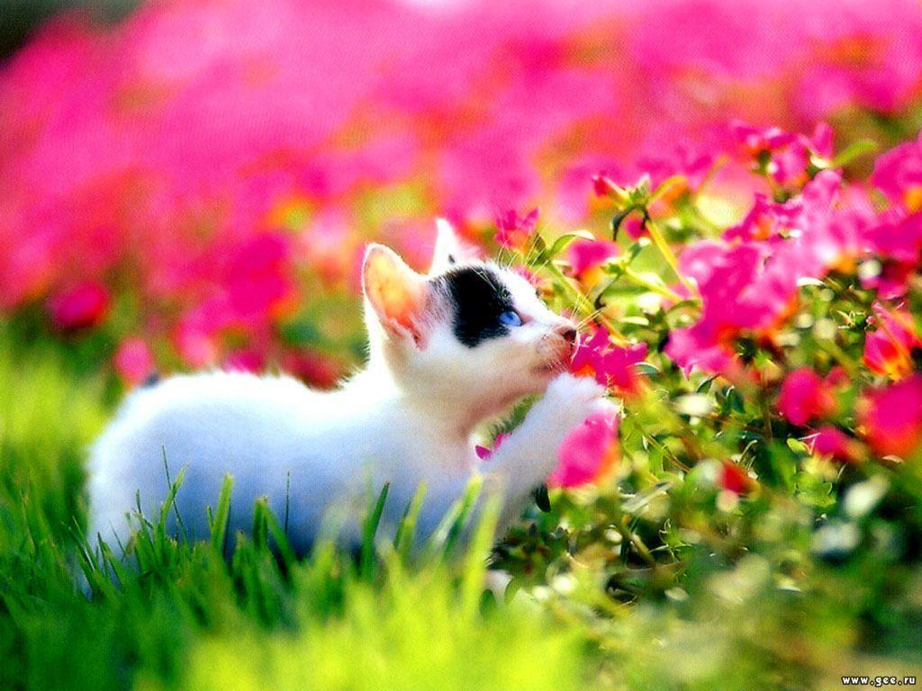 1024x768 Cute Cat in Garden Flower Wallpaper
