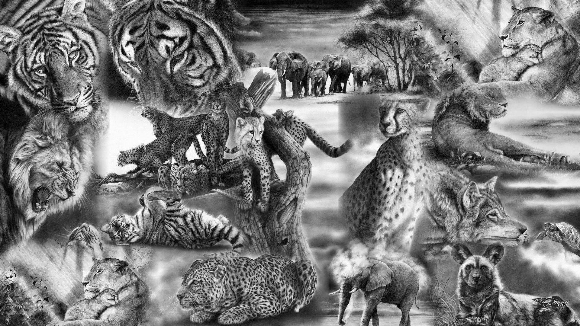 1920x1080 SuperHD.pics: Wild and free trees tiger cats gray collage wolf