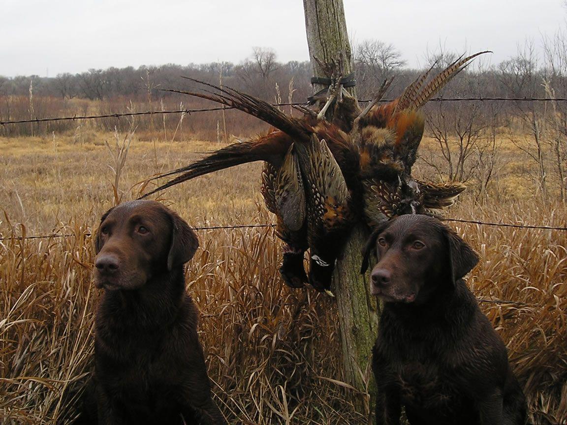 1152x864 Hunting dogs with