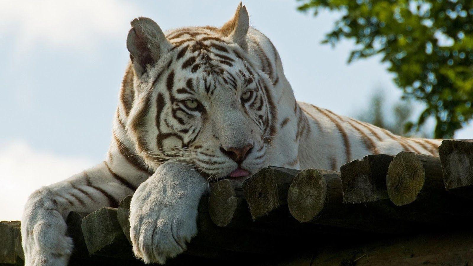 White Tiger Face Wallpapers Top Free White Tiger Face Backgrounds