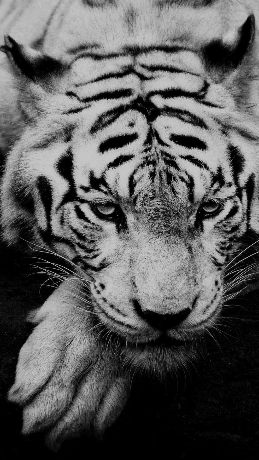 1080x1920 Black And White Tiger Portrait iPhone 8 Wallpaper Free Download