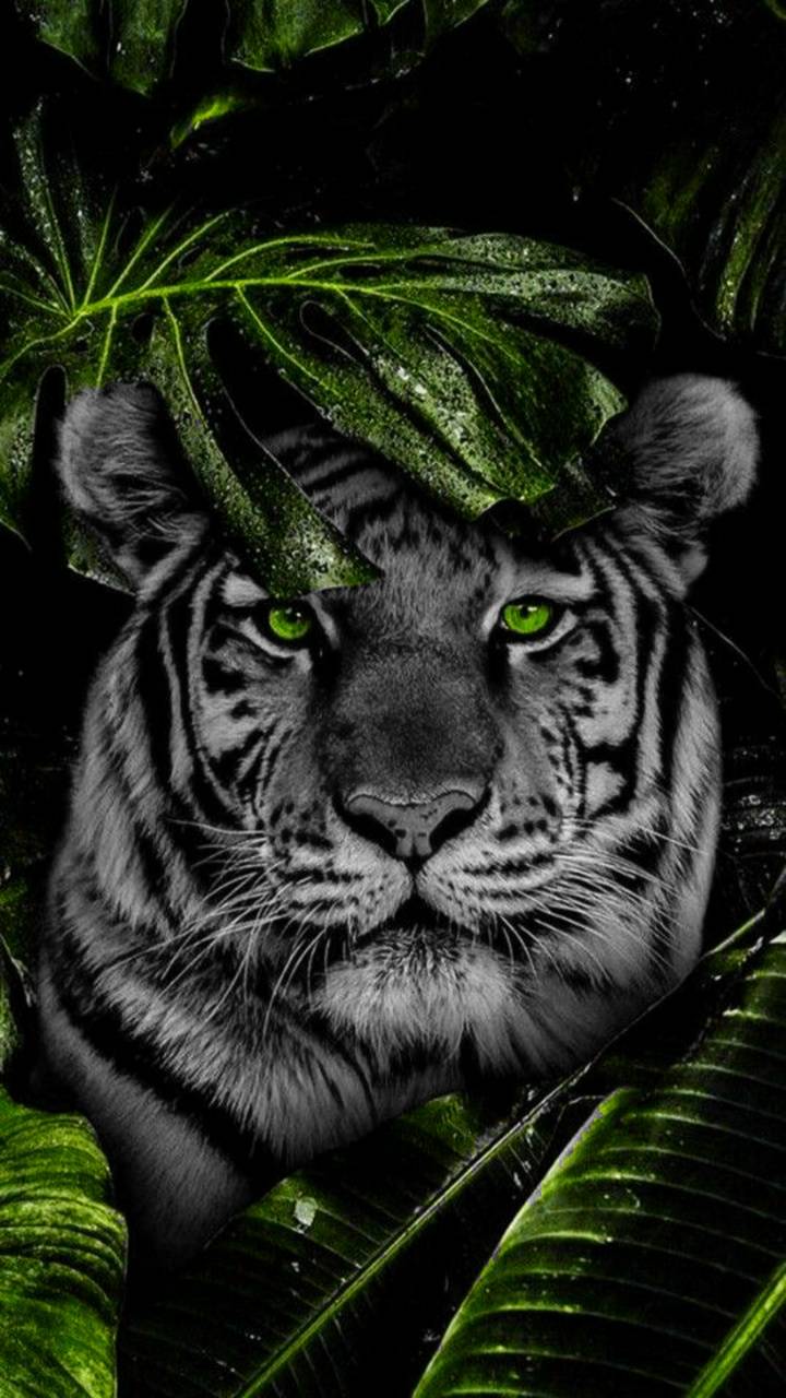 White Tiger Face Wallpapers Top Free White Tiger Face Backgrounds
