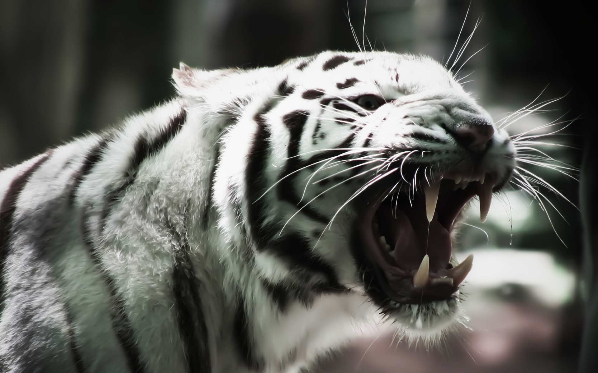 1920x1200 White Tiger Wallpaper White Tiger HD