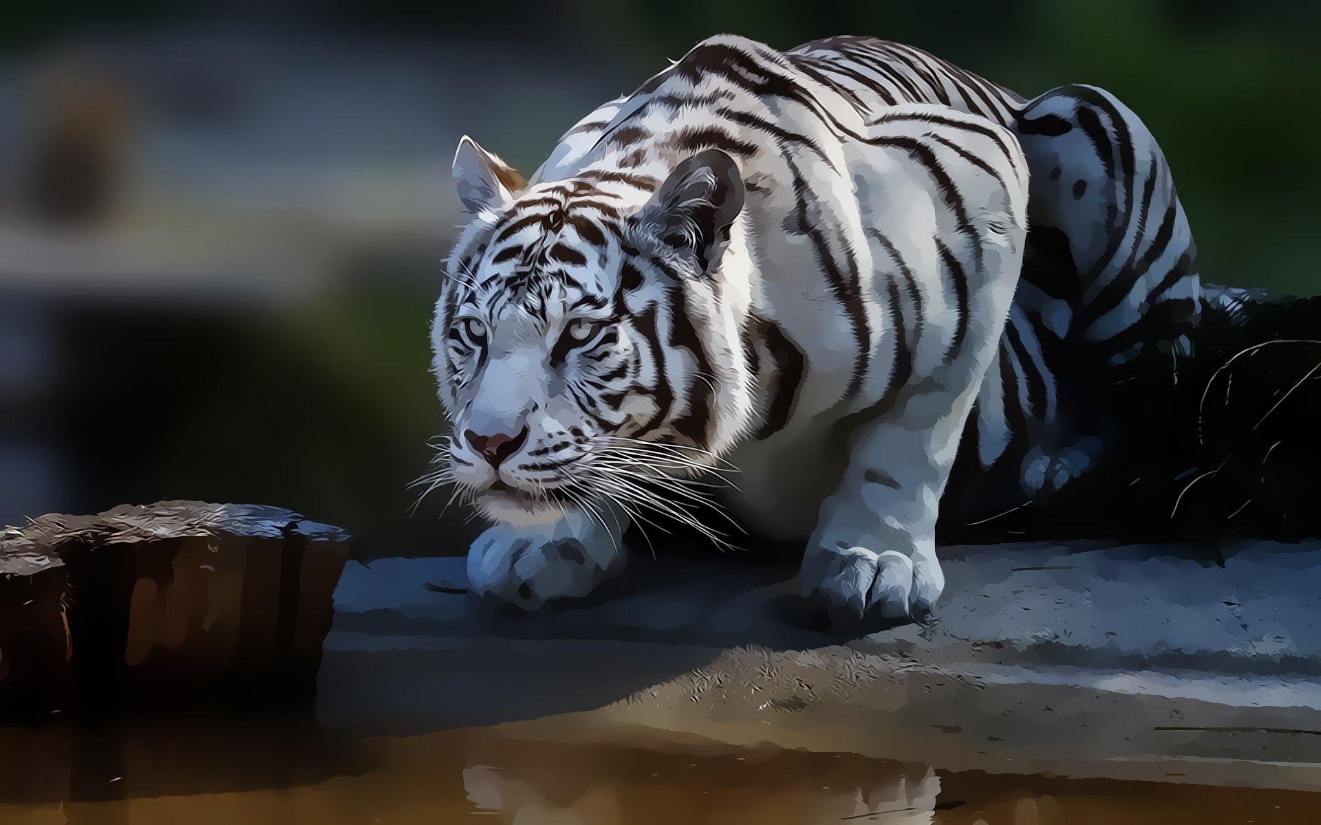 1920x1200 White Tiger wallpaperDownload free cool High Resolution