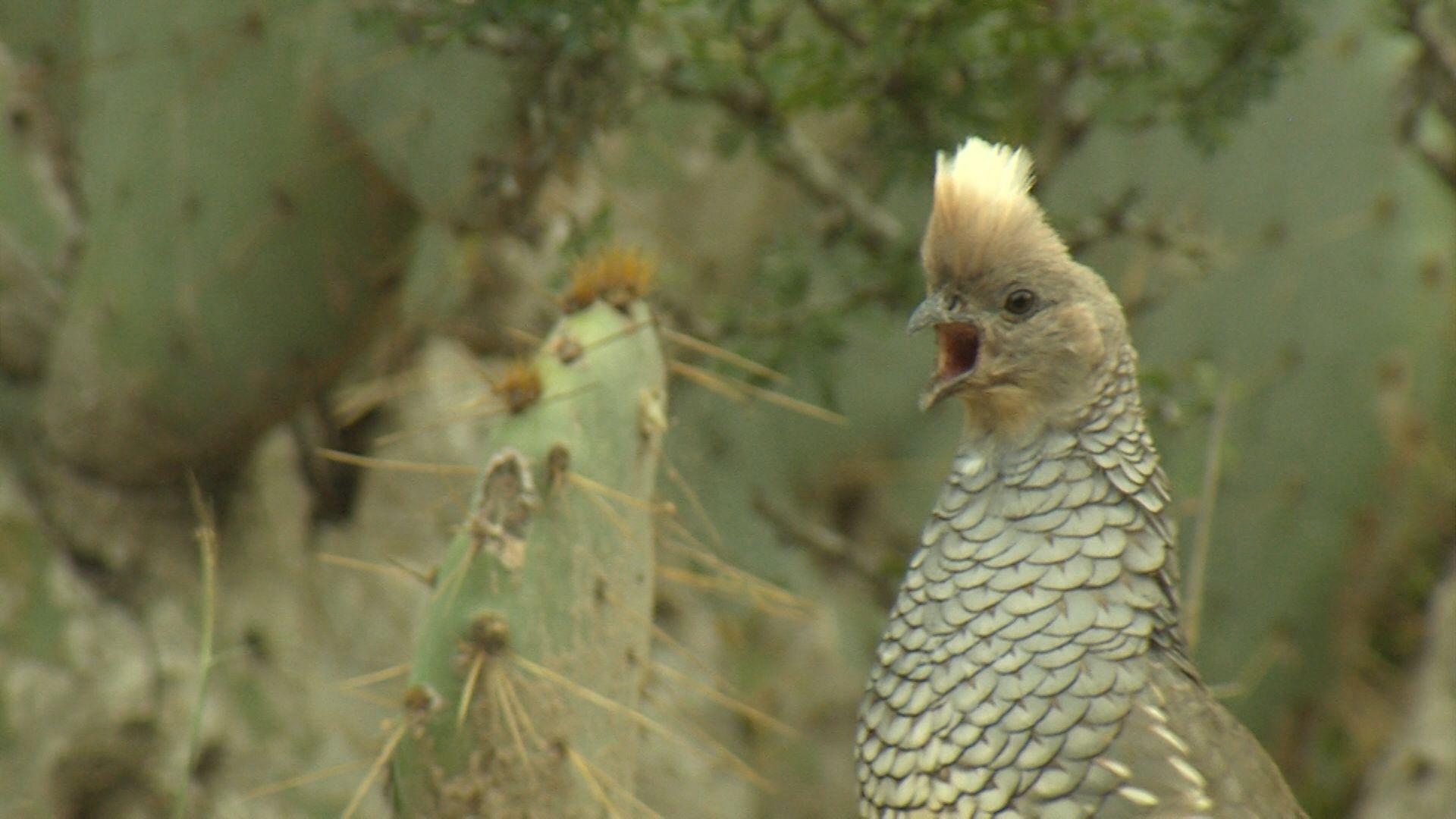 1920x1080 Quail Management in Texas