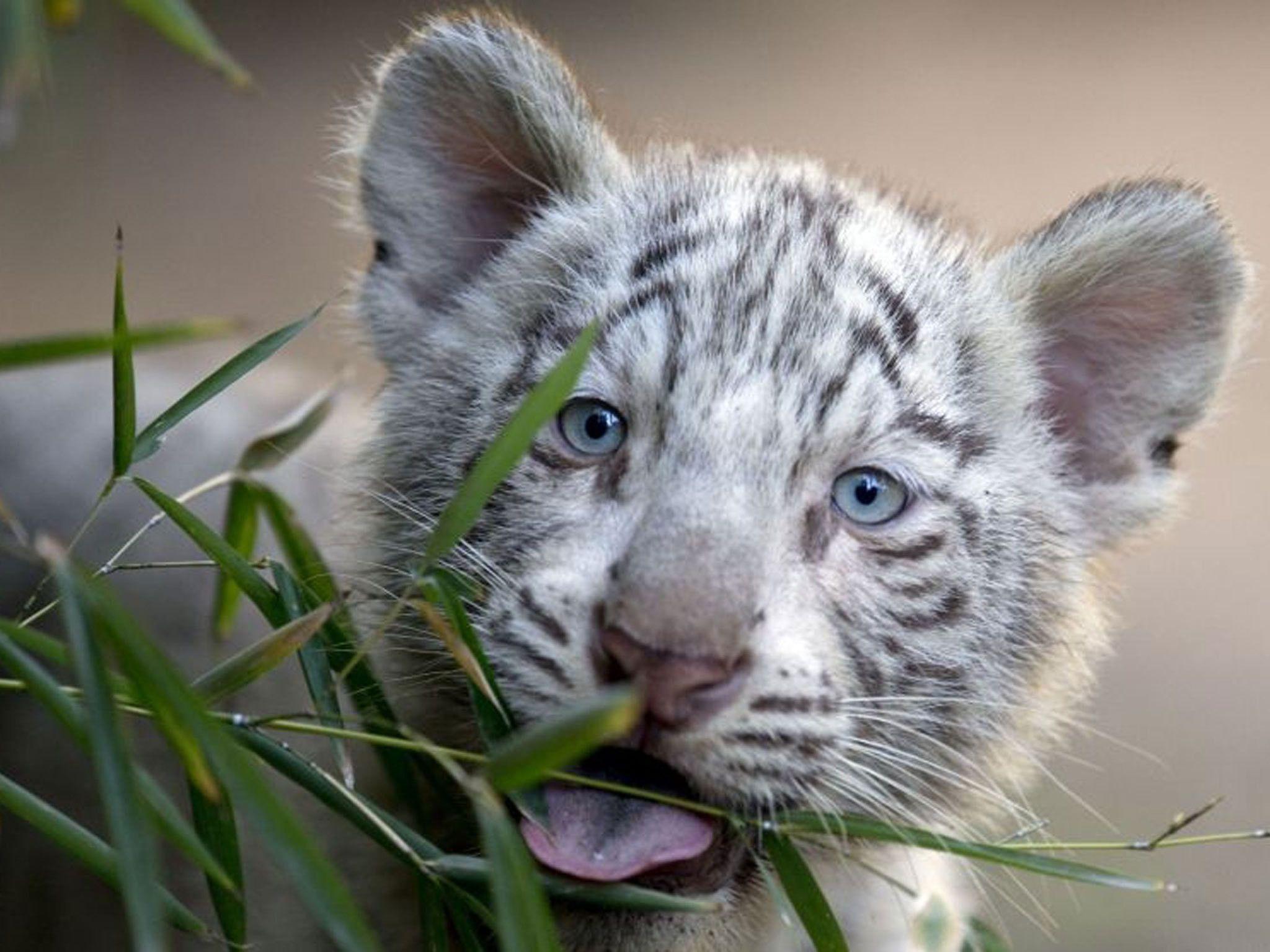 2048x1536 White Tiger Cub Wallpaper