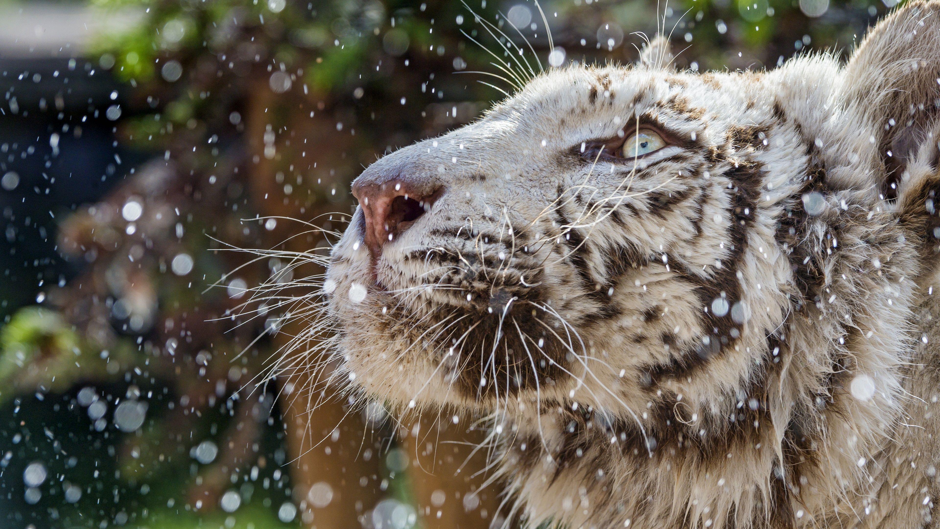 White Tiger Face Wallpapers Top Free White Tiger Face Backgrounds