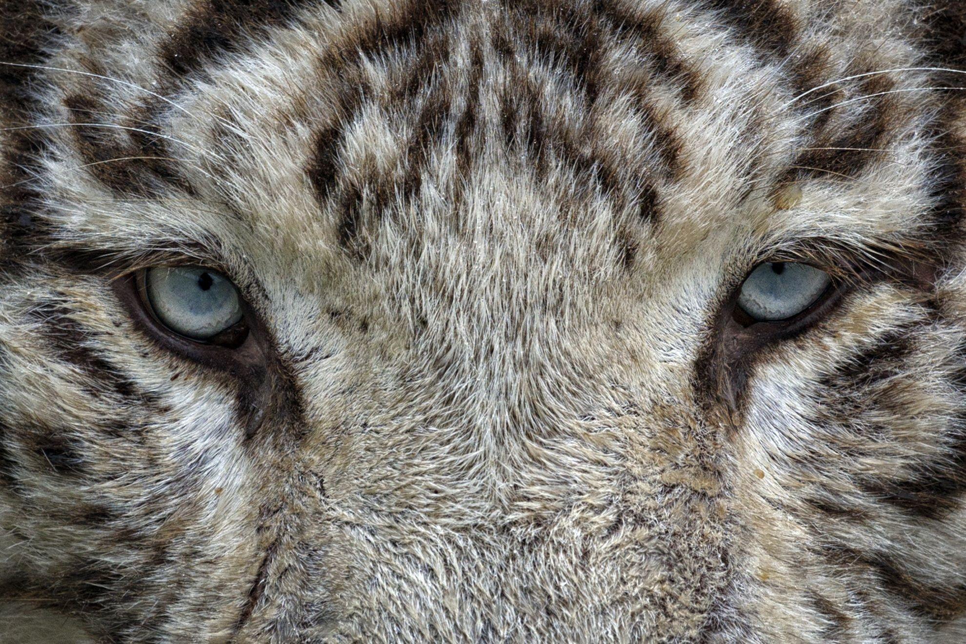 1980x1320 White Tiger Face HD Wallpaper