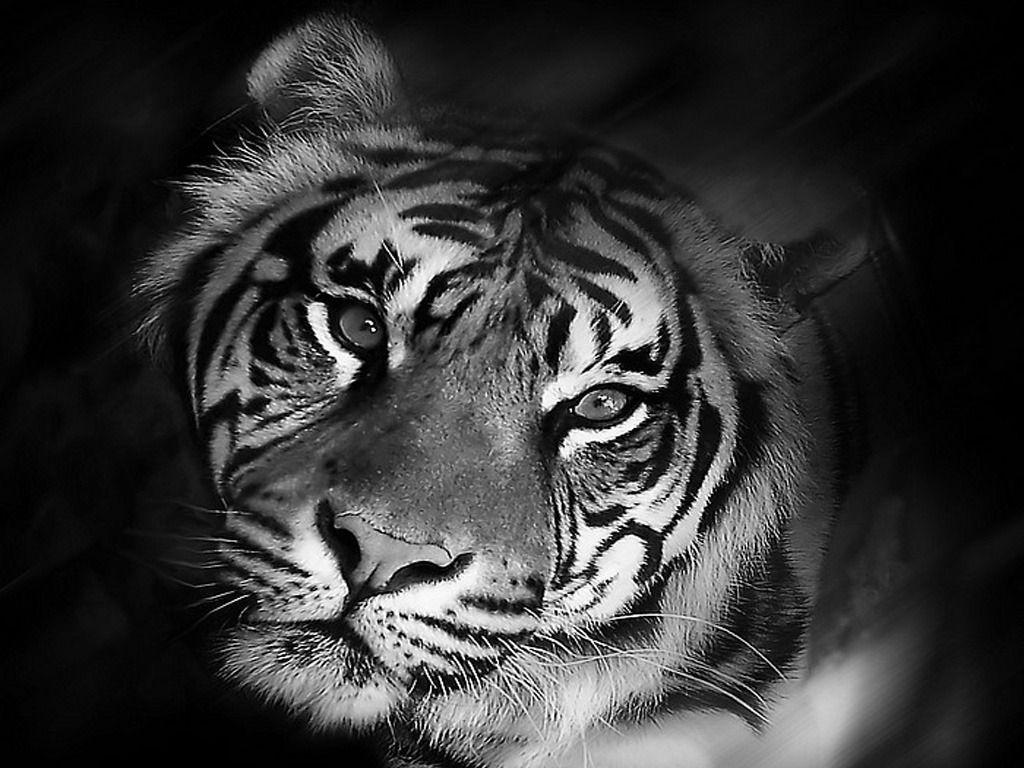 1024x768 Image detail for -Free Tiger Black And White Wallpaper