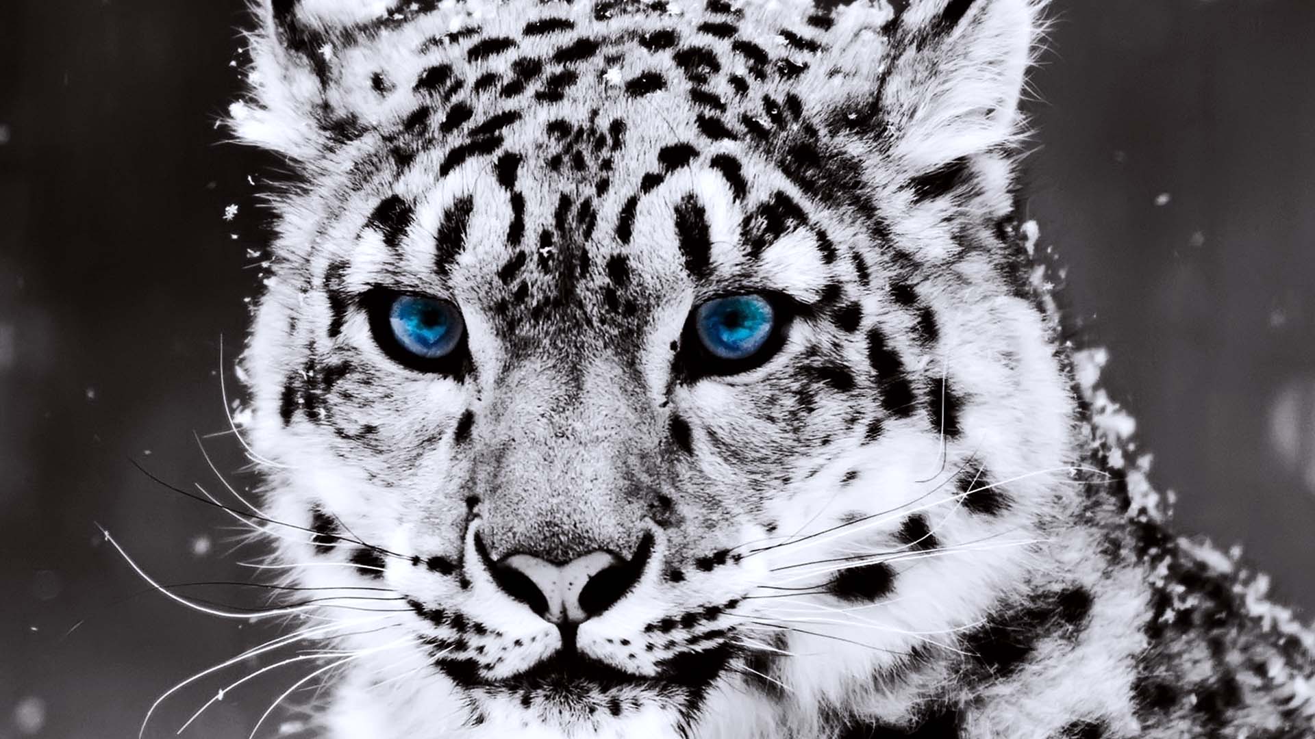 1920x1080 Black White Tiger Picture Wallpaper HD / Desktop and Mobile