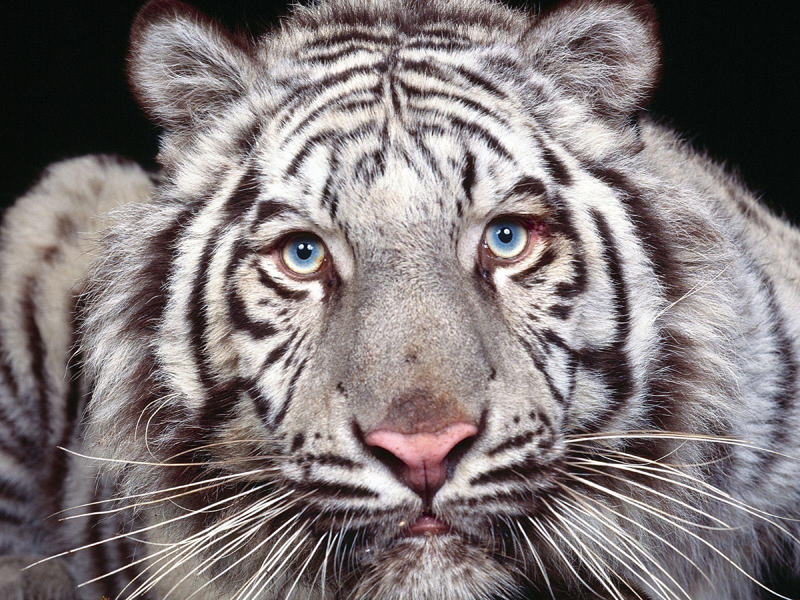 1600x1200 White Tiger Wallpaper and Background Imagex1200