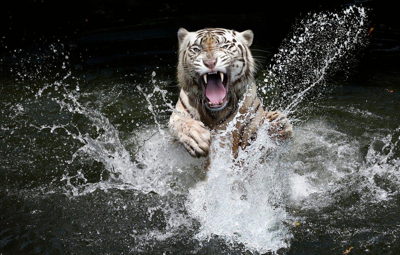1332x850 Wallpaper look, the dark background, bathing, white, mouth, face