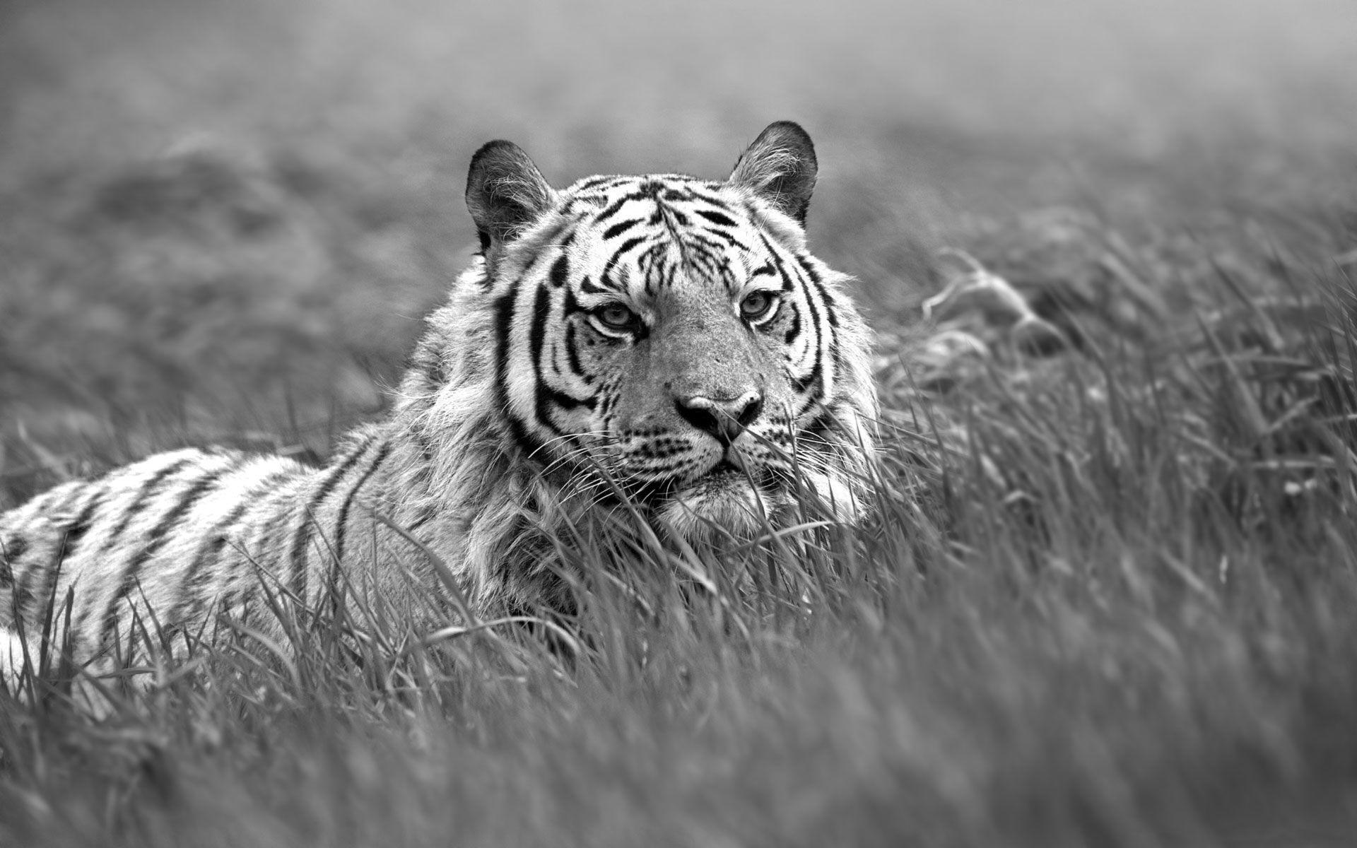 1920x1200 IPhone Animal White Tiger Wallpaper Id Black And White