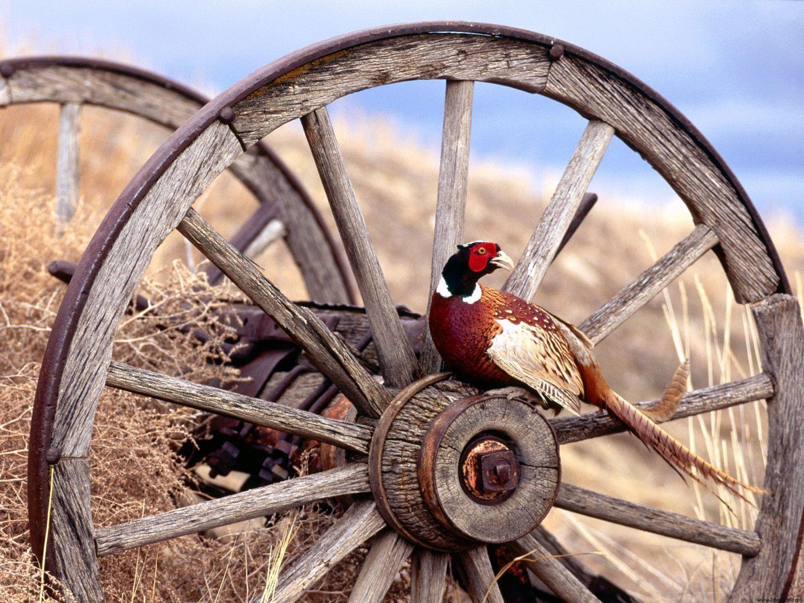 1600x1200 Pheasant Wallpaper