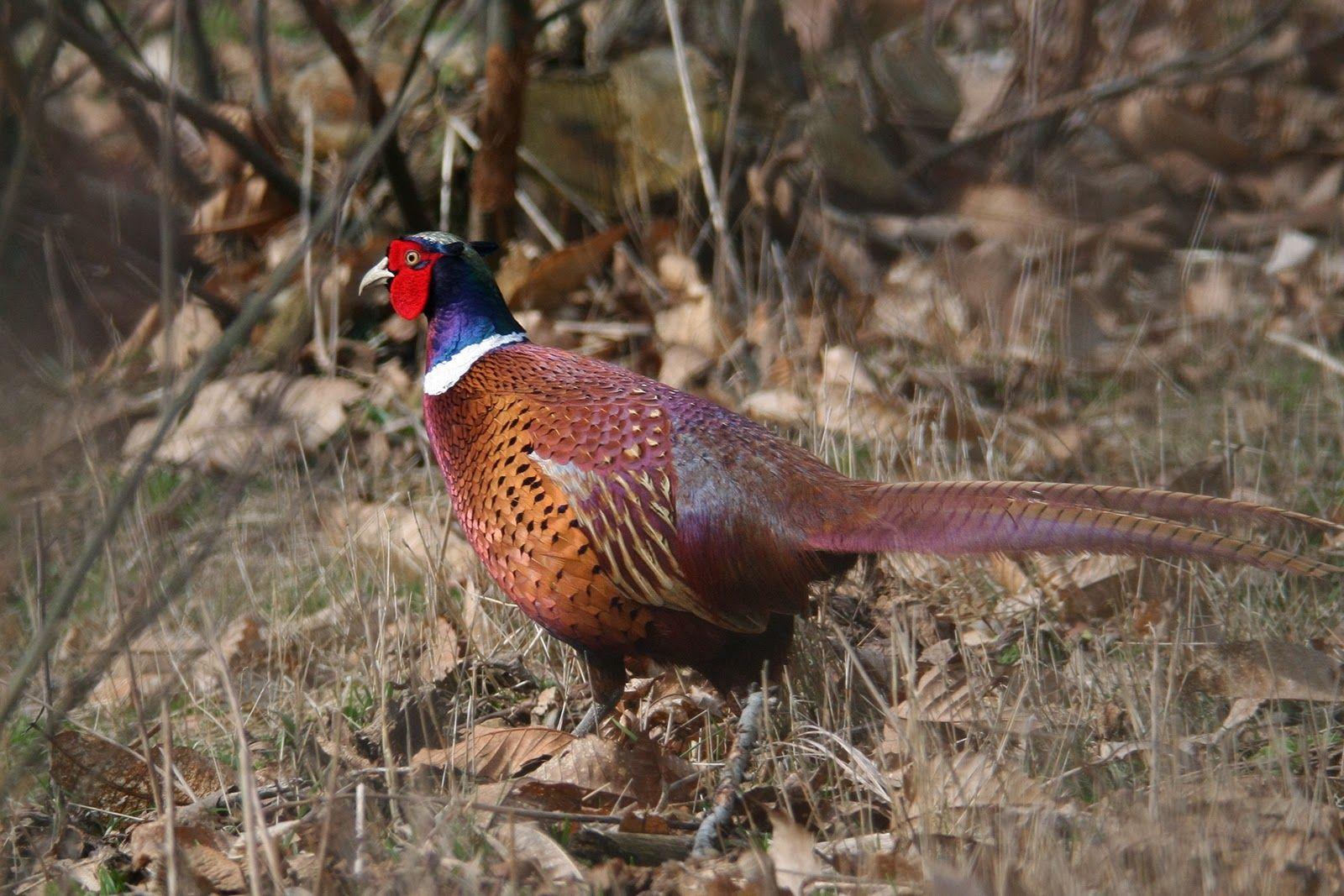 1600x1067 HD Pheasant Hunting 4k Picture for Gadgets