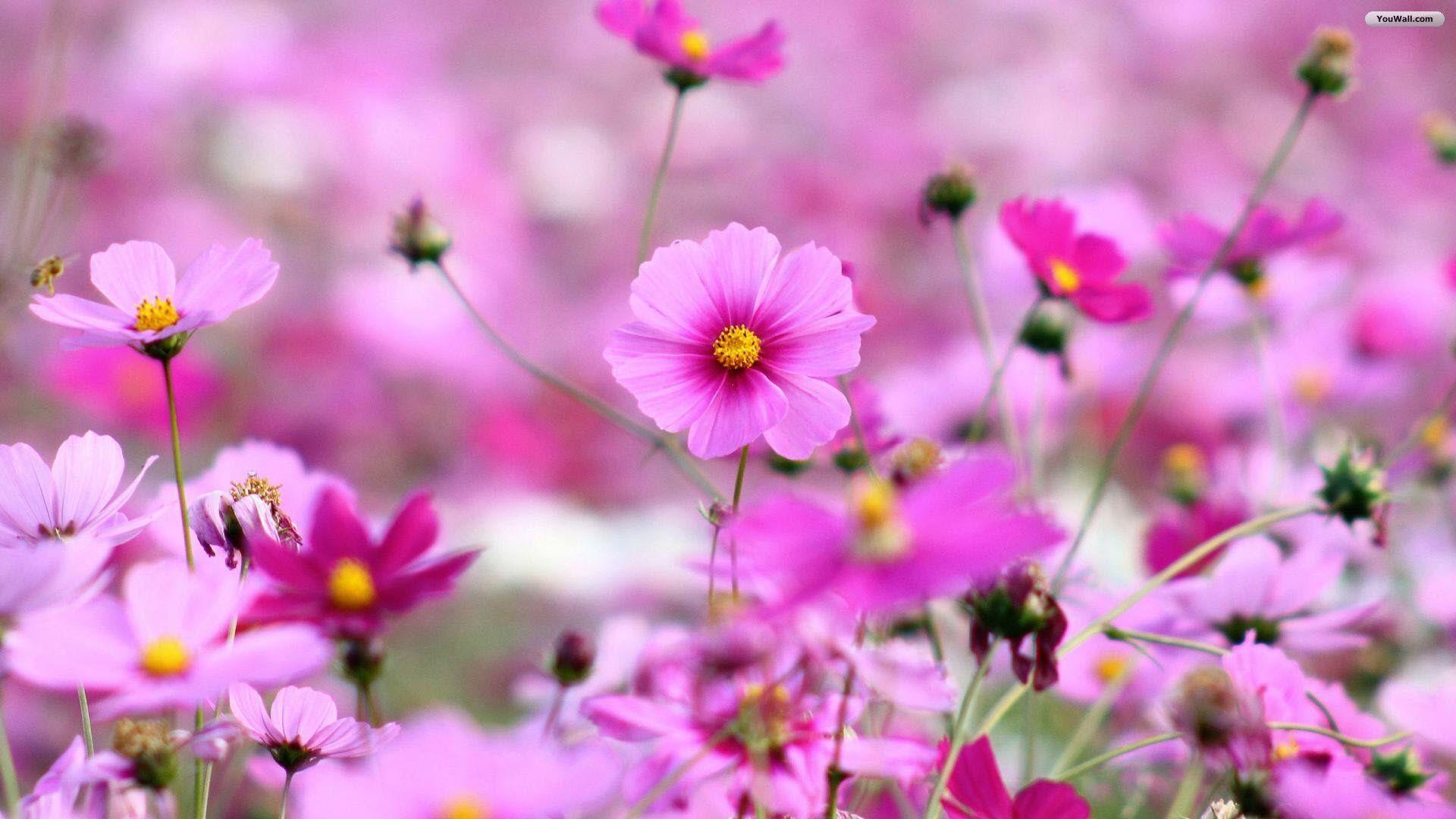1920x1080 Best Flowers Wallpaper HD
