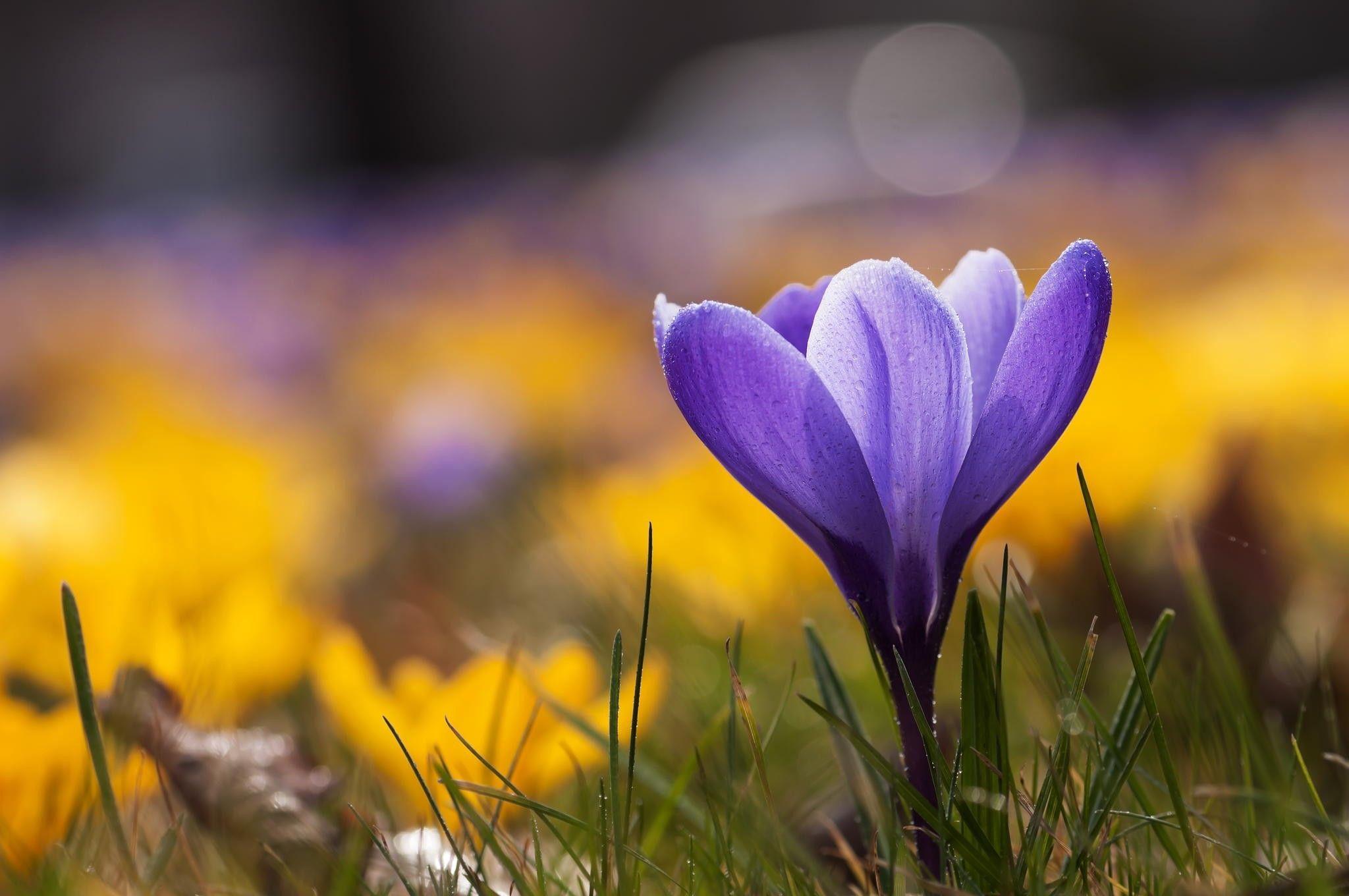 2048x1360 Flowers: Green Nature Lovely Pink Cute Flower Crocus Beautiful
