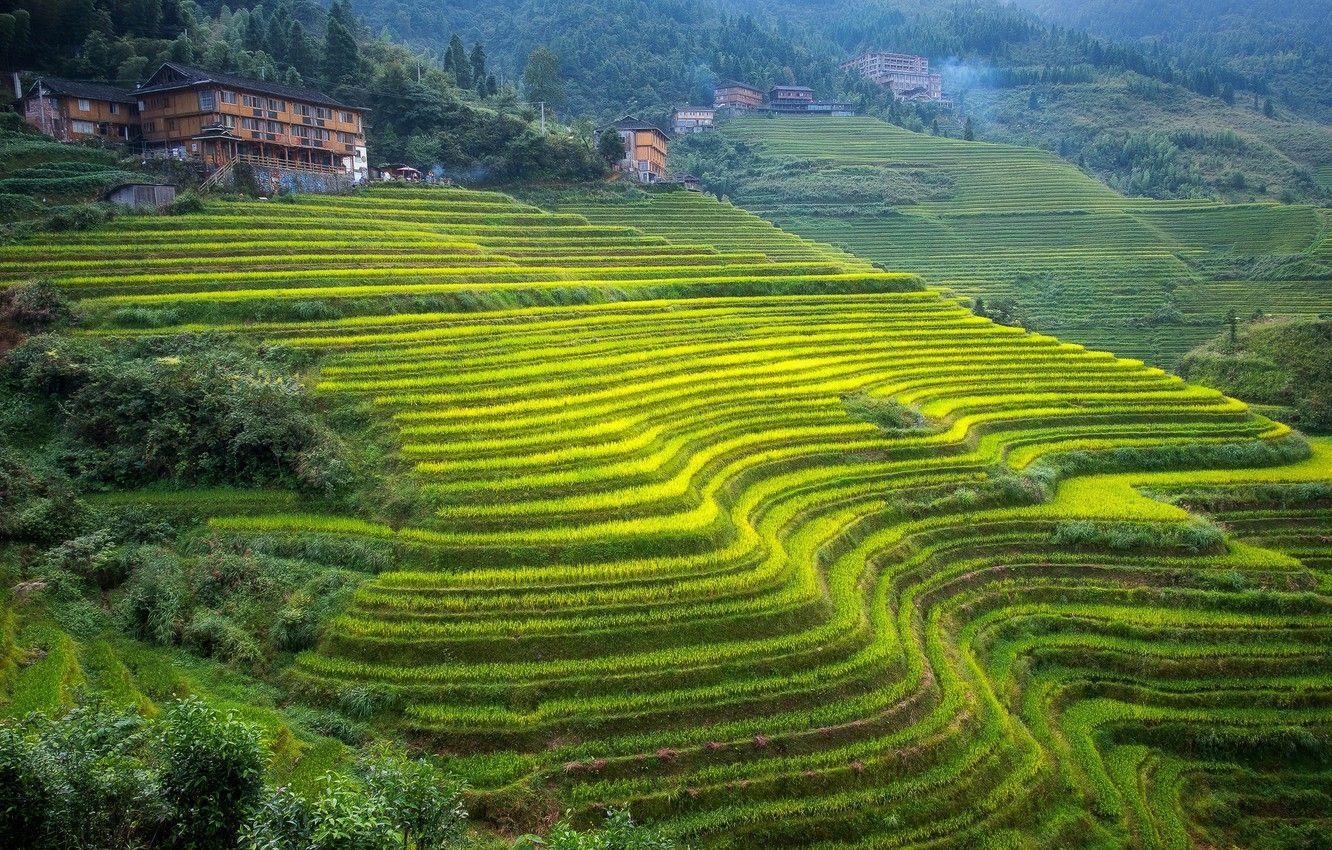 1332x850 Wallpaper mountains, house, slope, China, tea plantation, Guangxi, terraces image for desktop, section пейзажи