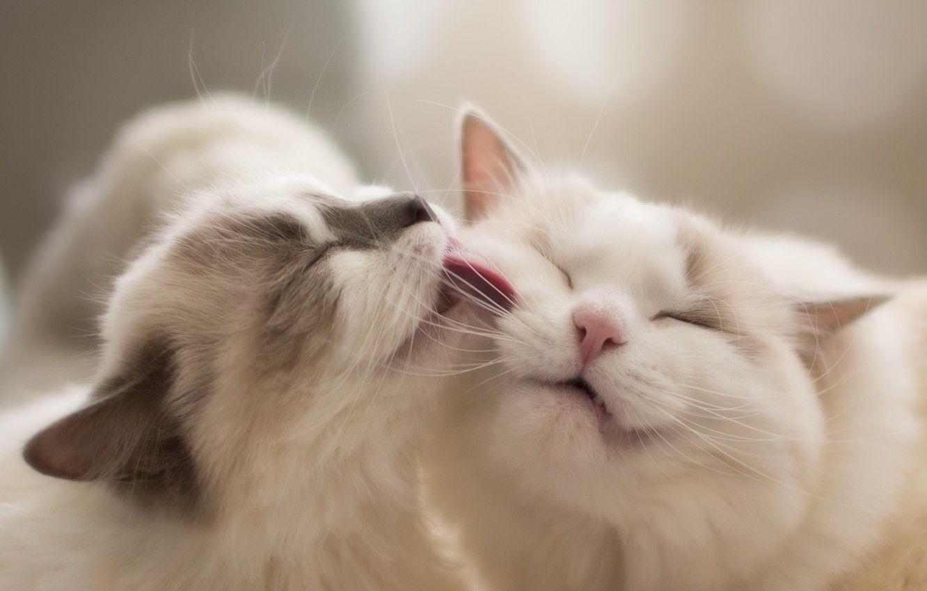 Ragdoll Cat Wallpapers - Top Free Ragdoll Cat Backgrounds - WallpaperAccess