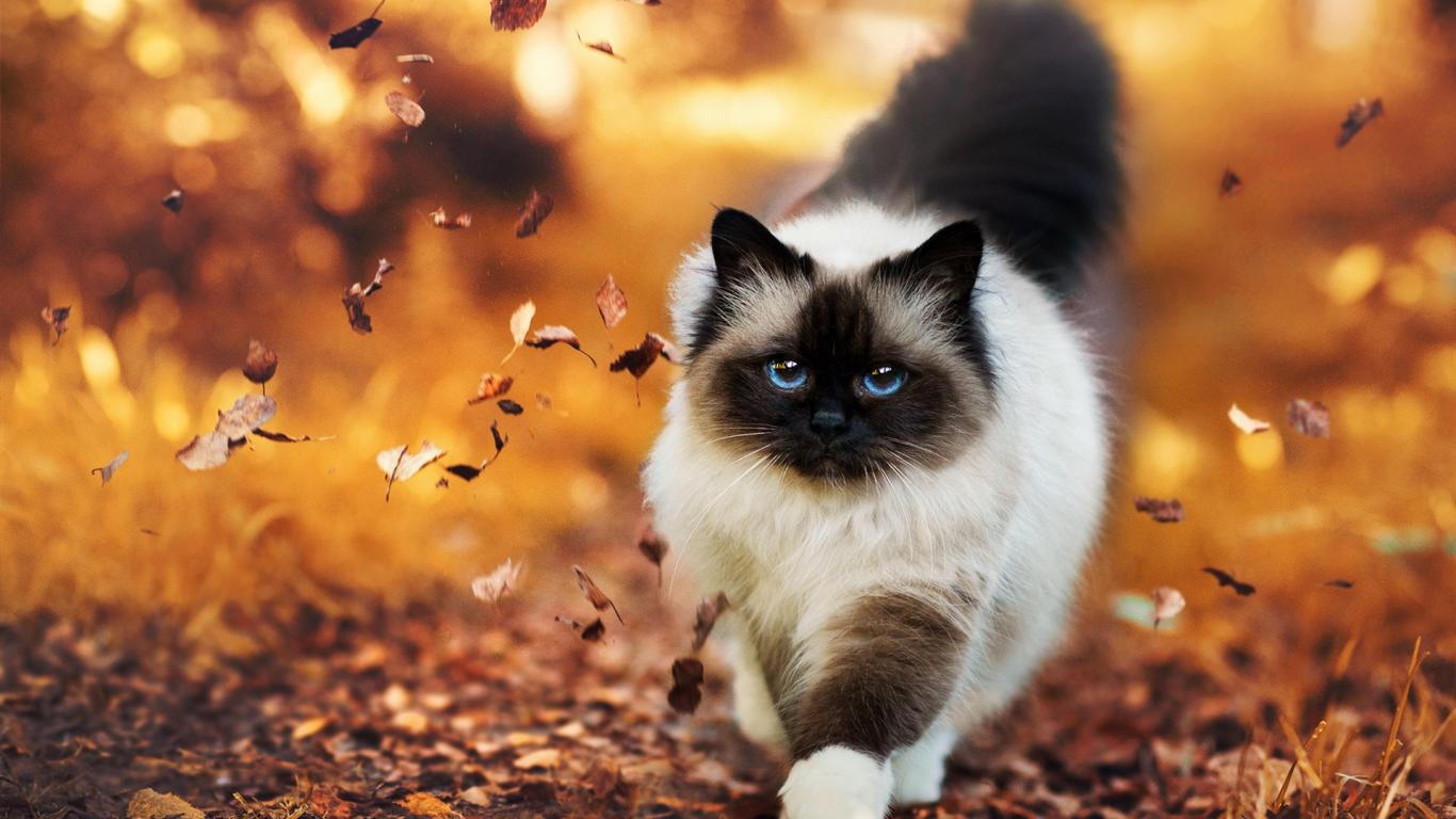 Ragdoll Wallpapers - Top Free Ragdoll Backgrounds - WallpaperAccess
