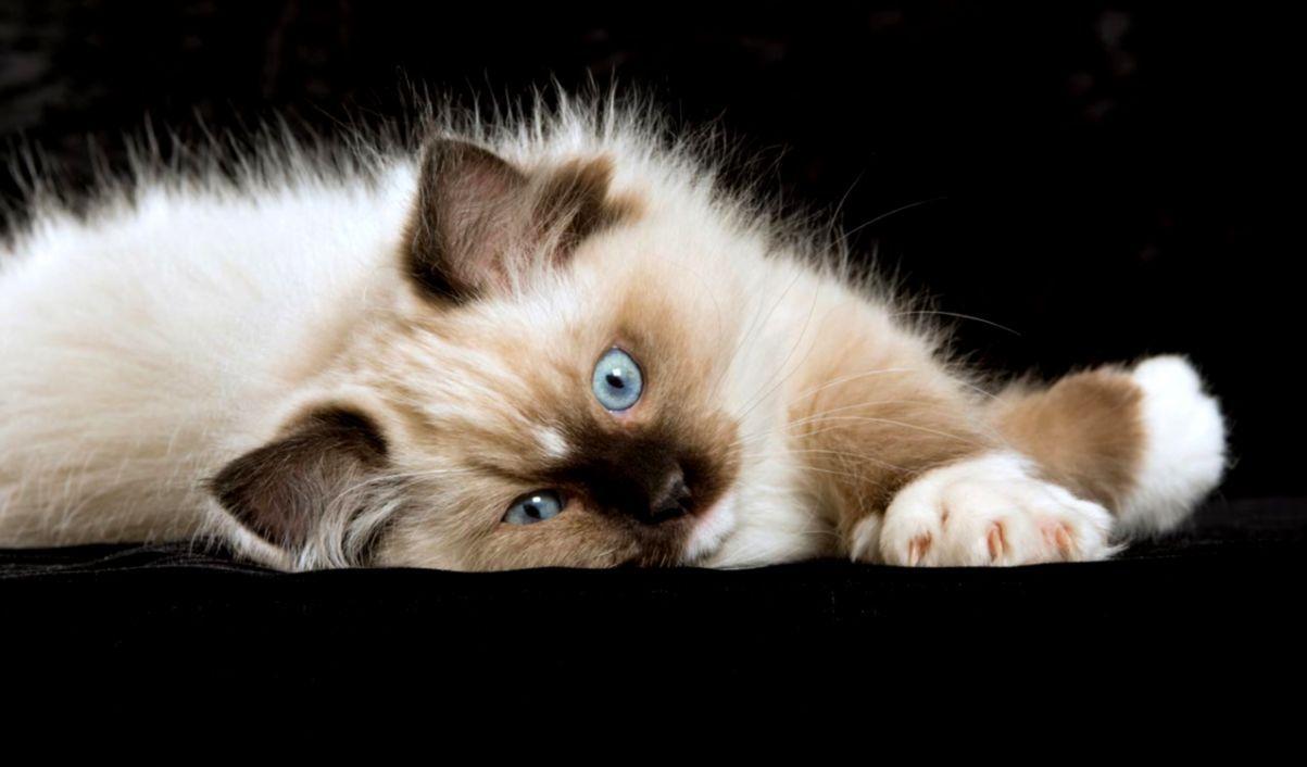 Ragdoll Wallpapers - Top Free Ragdoll Backgrounds - WallpaperAccess
