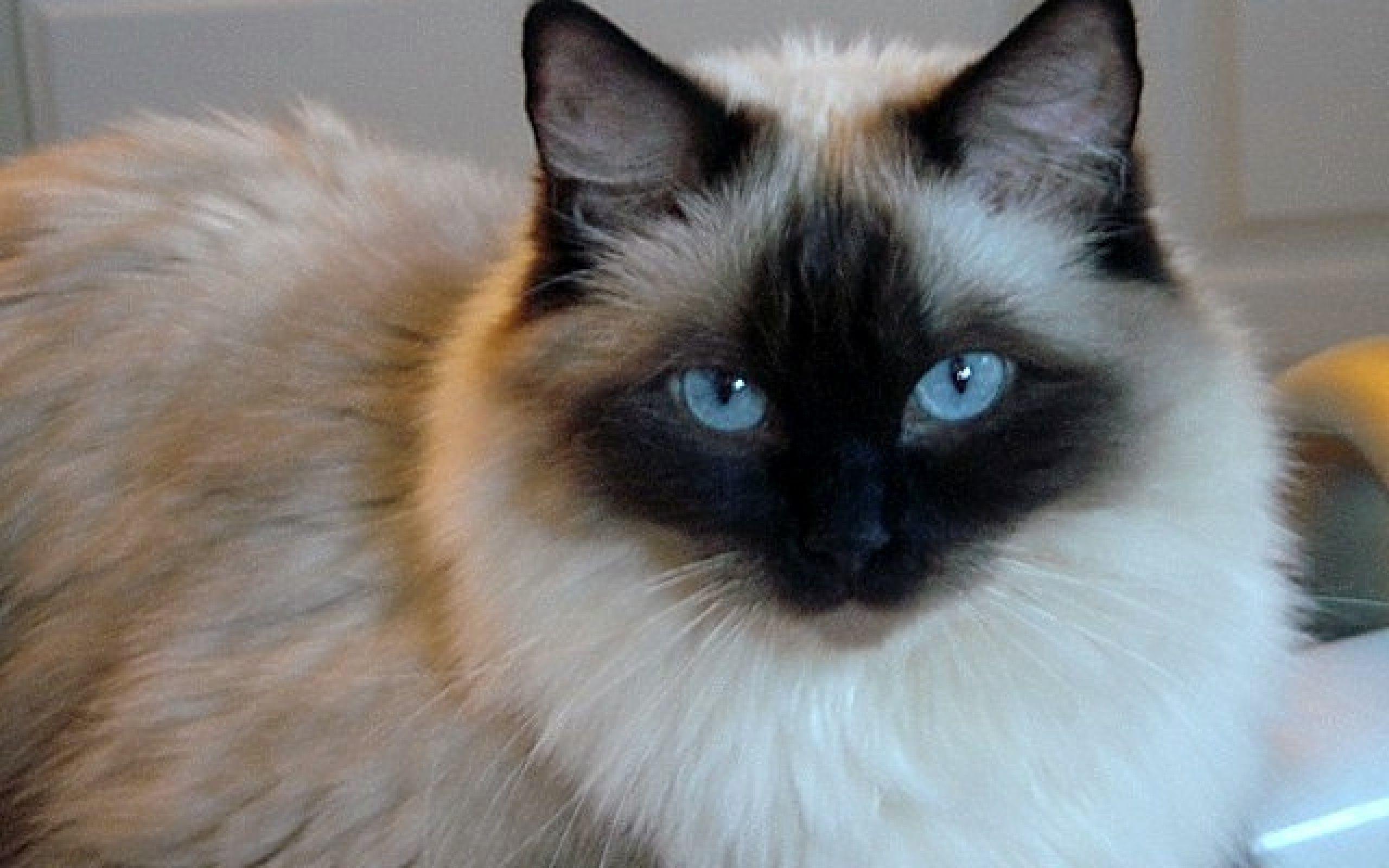 Ragdoll Wallpapers - Top Free Ragdoll Backgrounds - WallpaperAccess