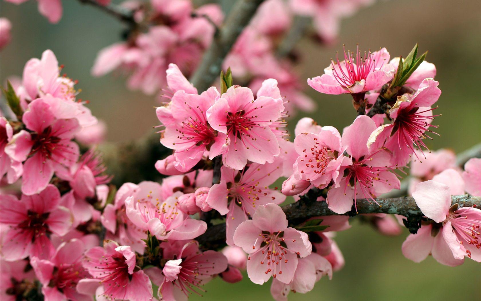 1680x1050 Wallpaper Spring, apple tree, pink flowers blossoms 2560x1600 HD