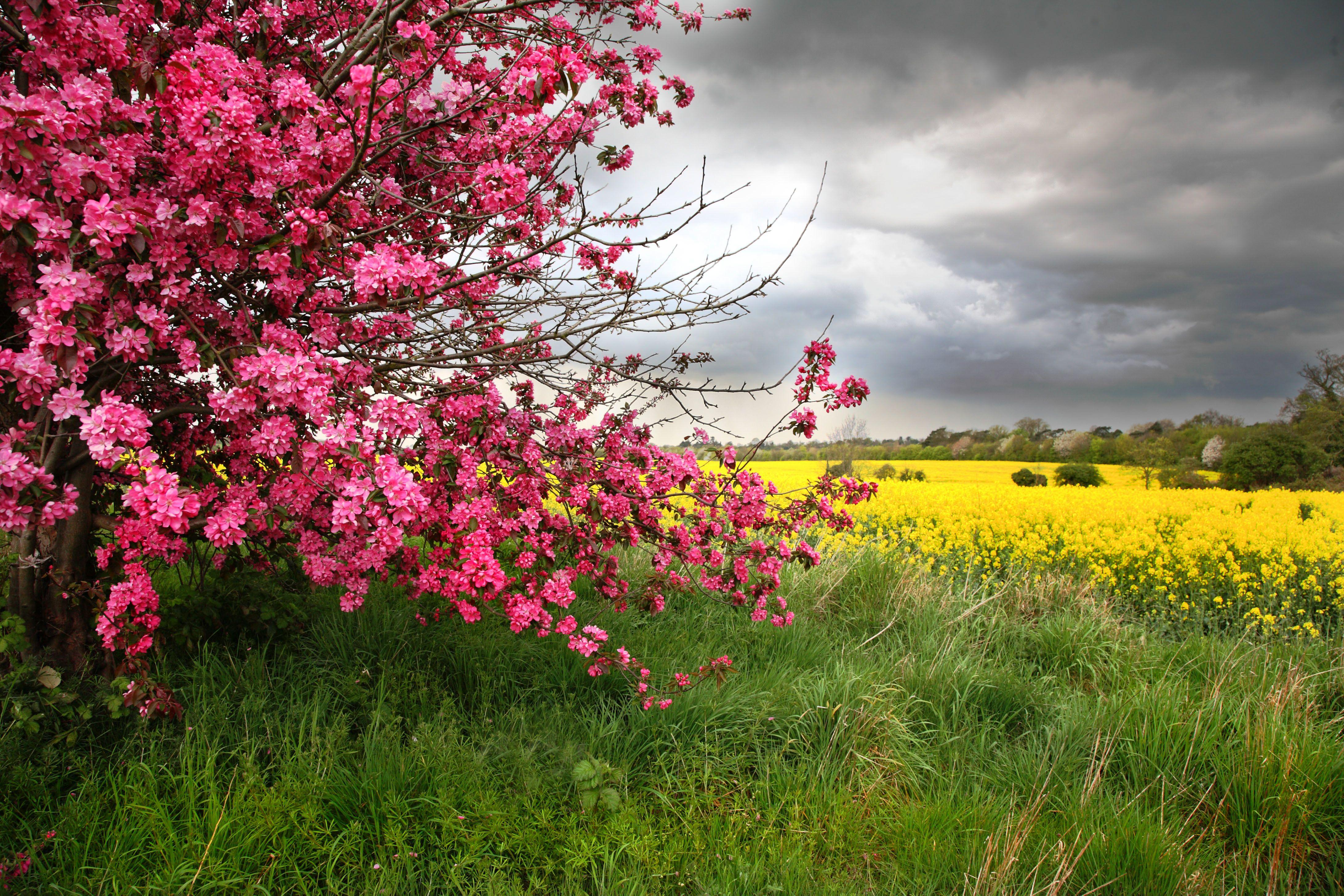 4368x2912 Flowering trees