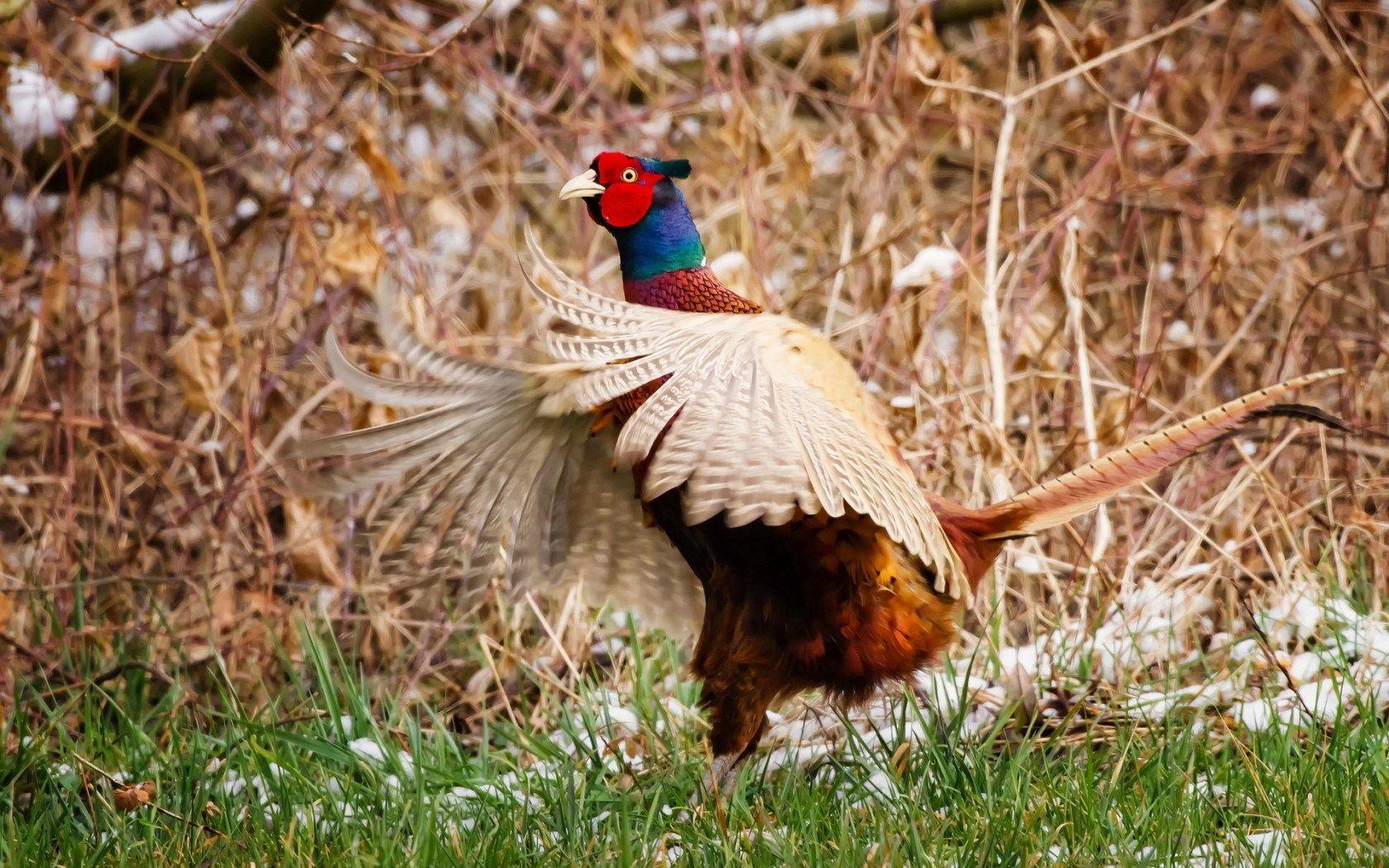 1680x1050 Pheasant Wallpaper