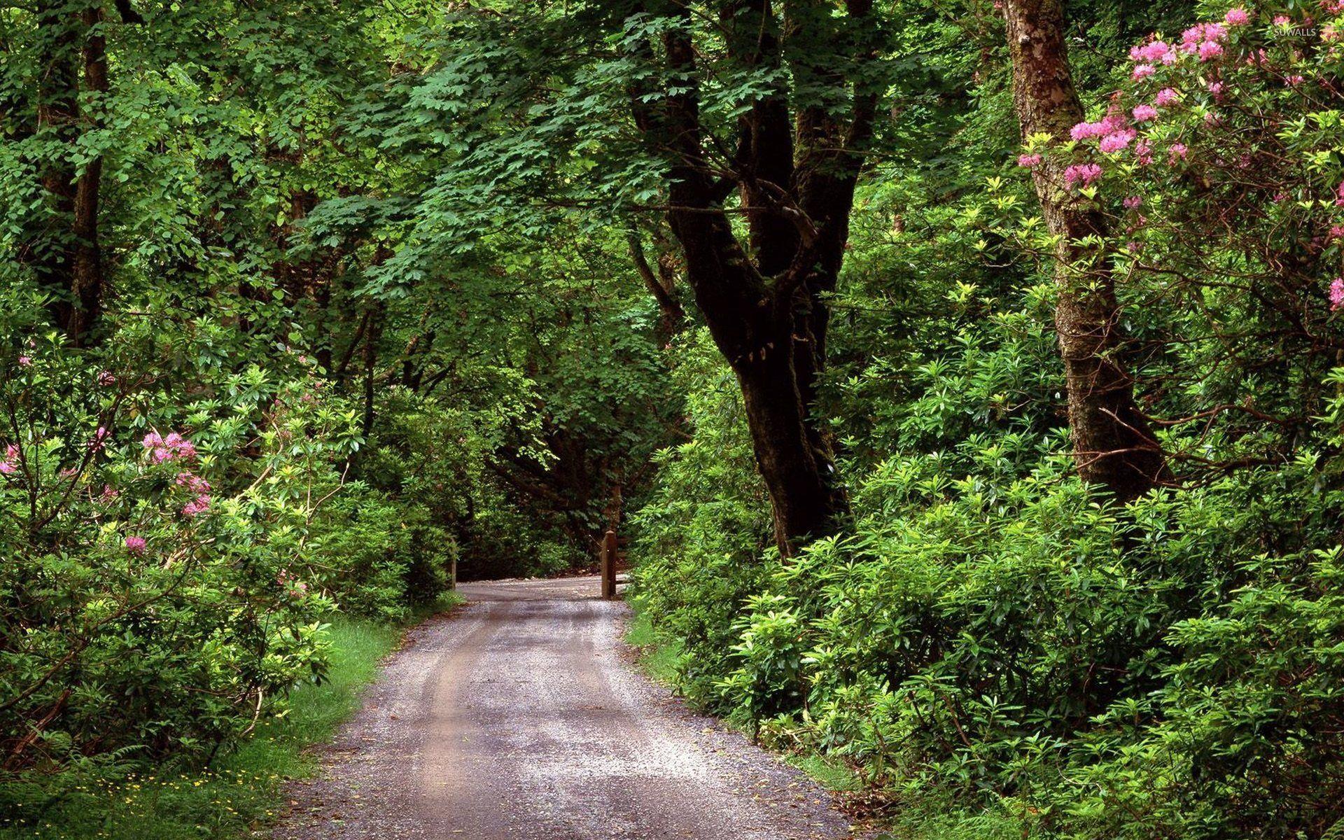 1920x1200 Wood road in County Galway wallpaper wallpaper