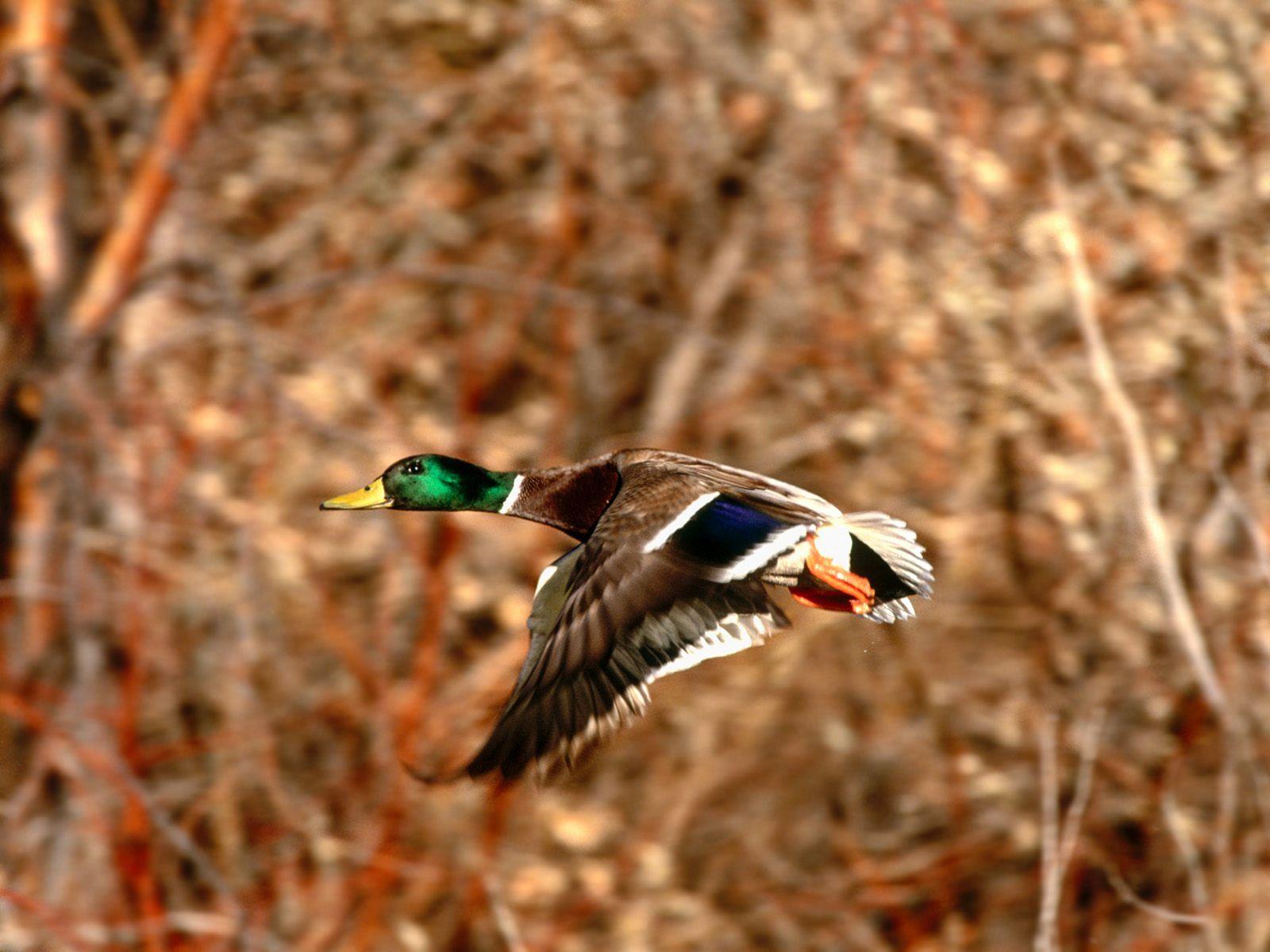 Mallard Duck Flying Over The Lake Stock Photo  Download Image Now  Duck   Bird Hunting  Sport Water Bird  iStock