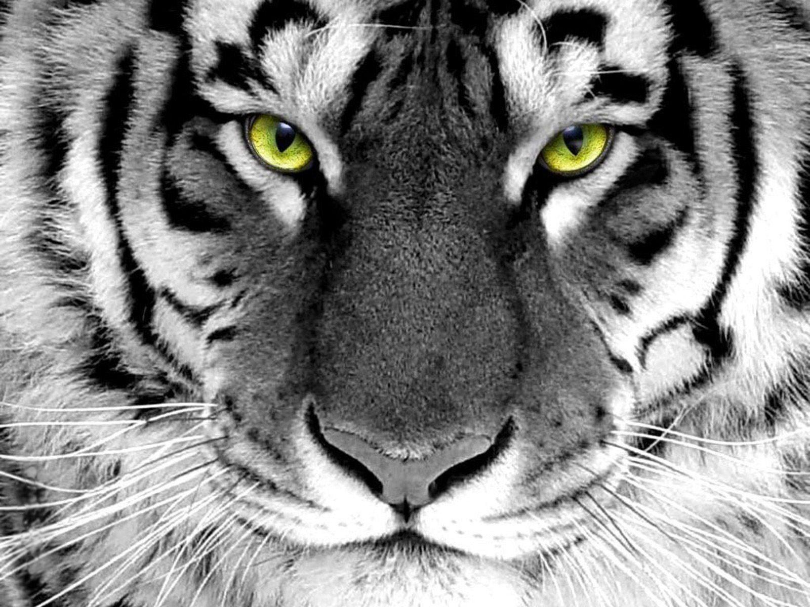 1600x1200 white tattoo designs. Free Download Tigers Wallpaper White Tiger