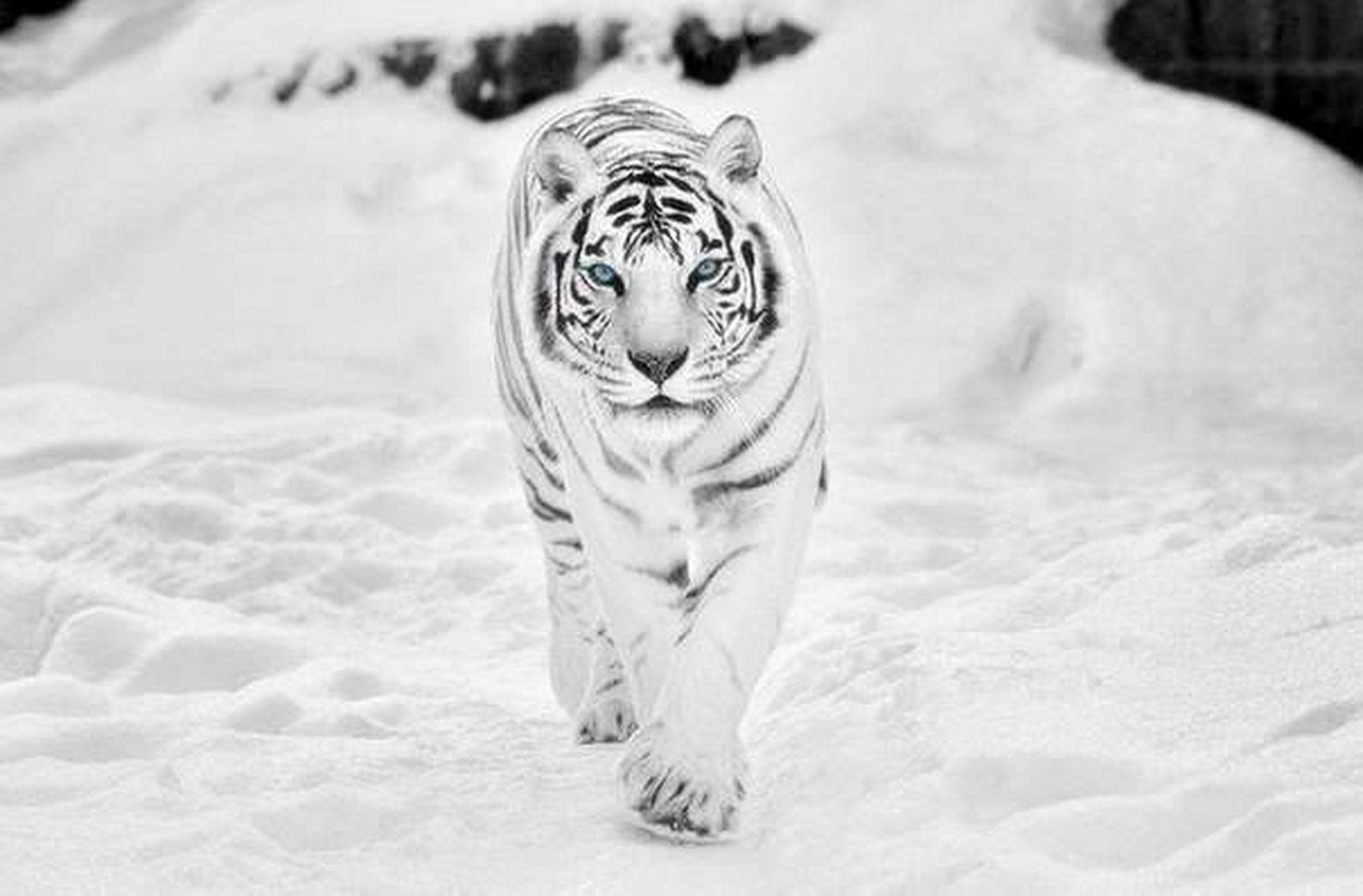 3000x1972 White Wallpaper Siberian Tiger