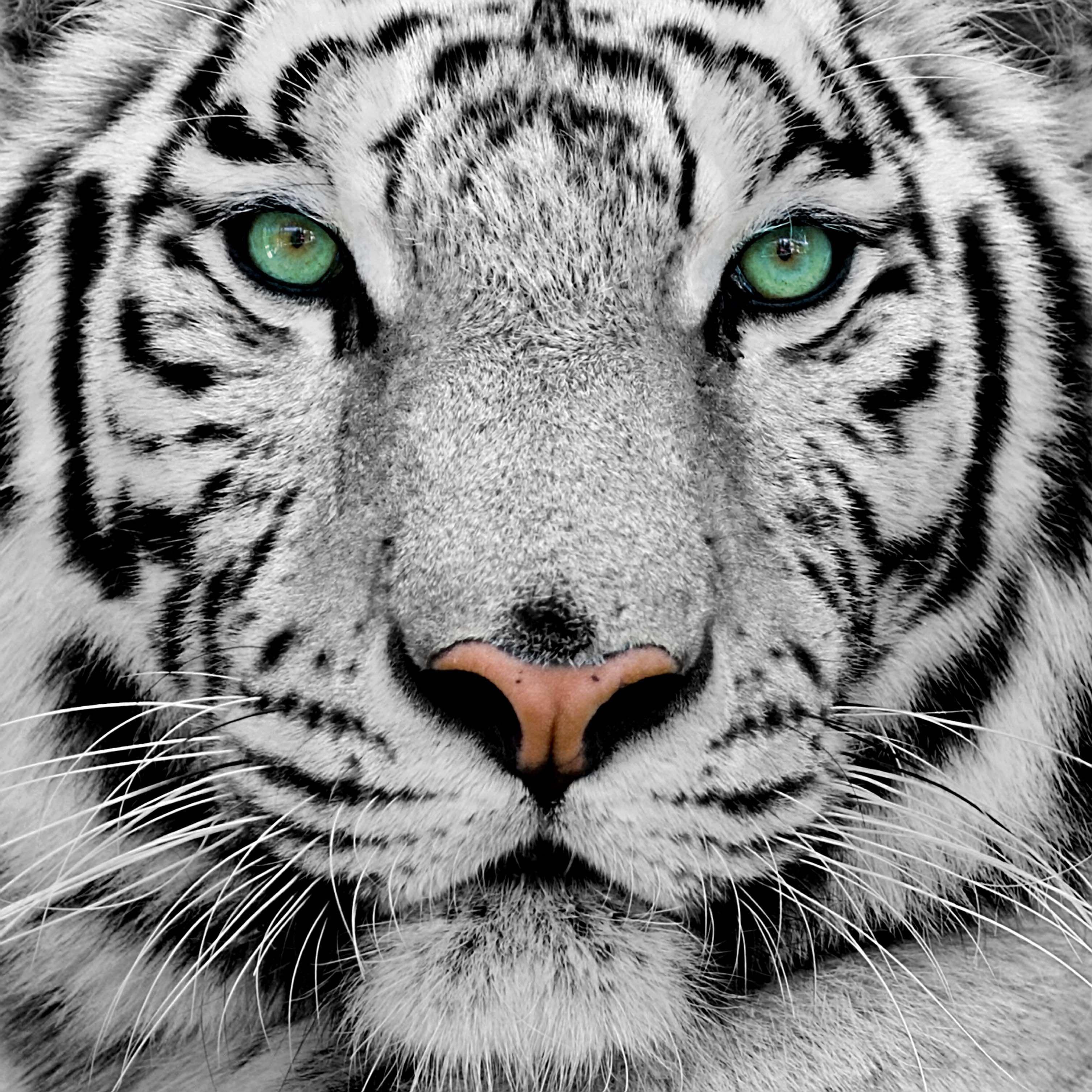 3012x3012 White Tiger Wallpaper Tiger High Resolution