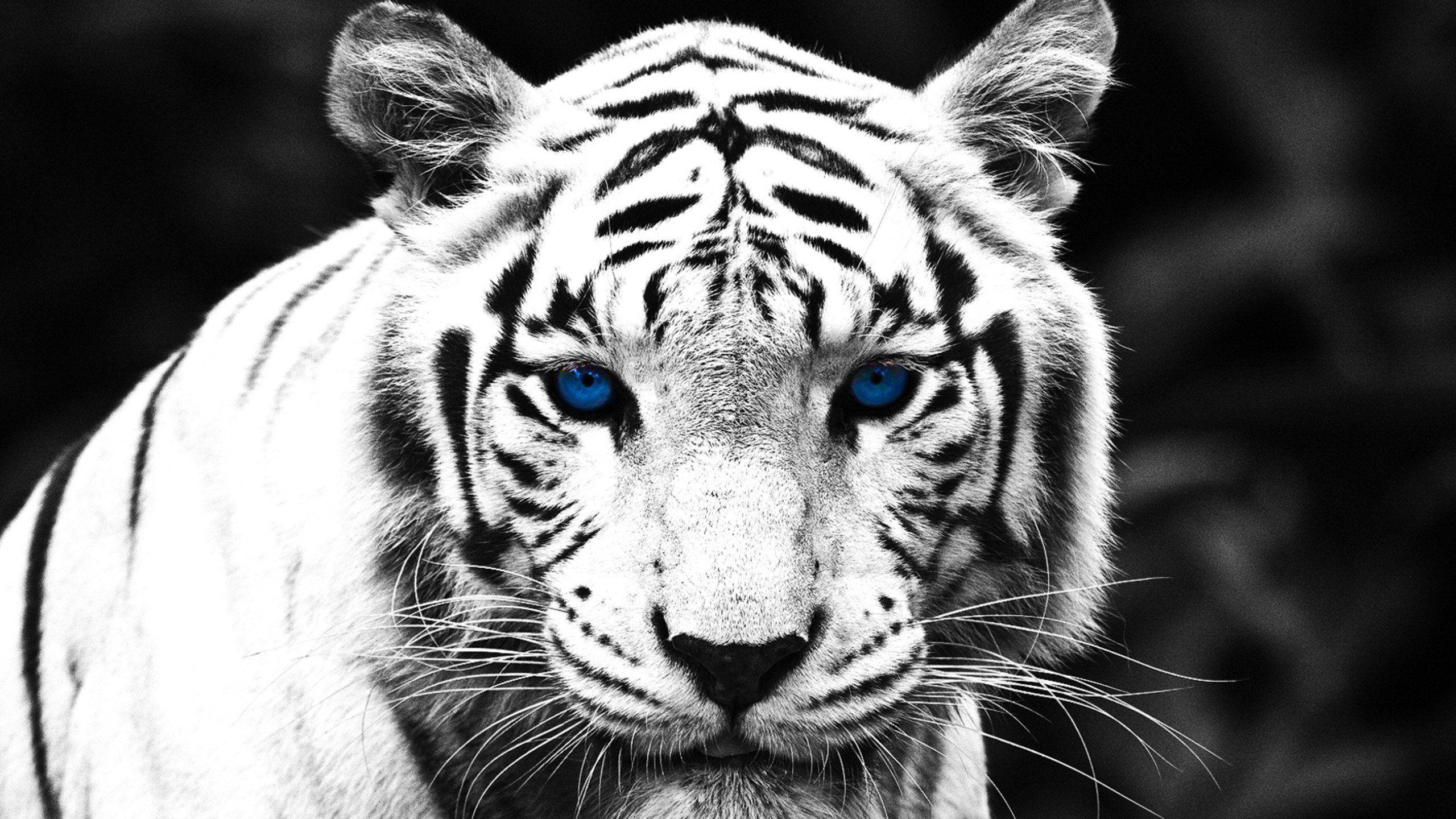 2560x1440 Blue Eyed White Tiger [Wallpaper]