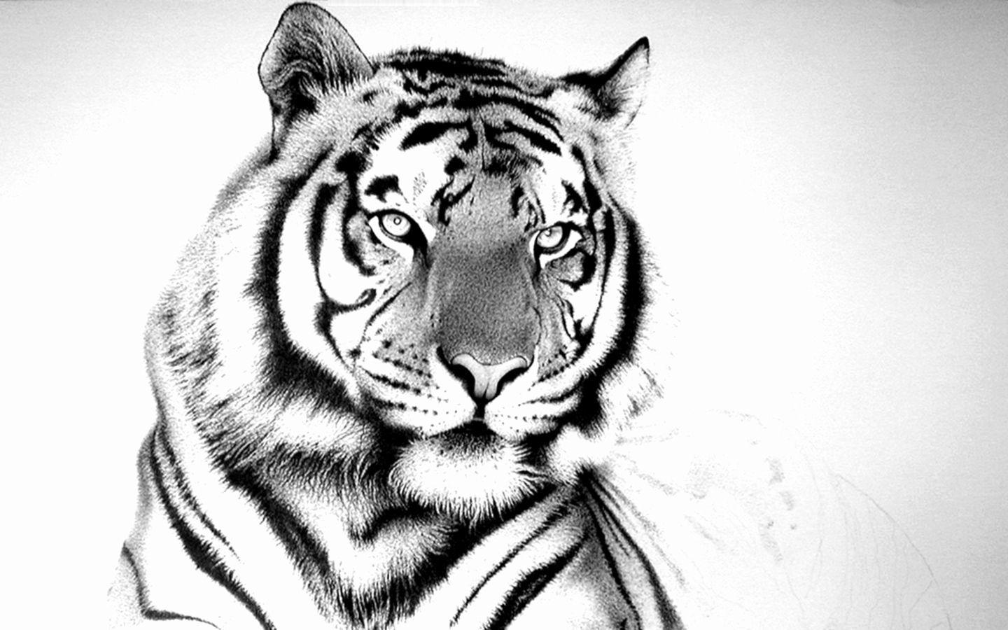 1440x900 White Tiger Background Luxury White Tiger Wallpaper Free