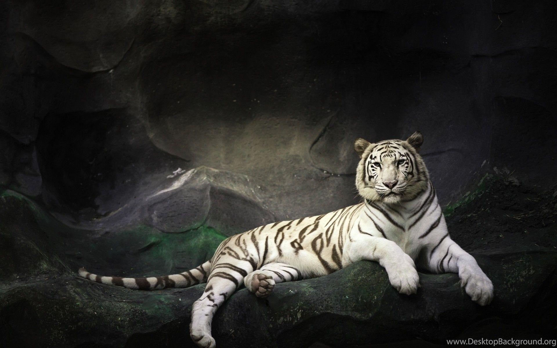 1920x1200 White Tigers Wallpaper Desktop Background