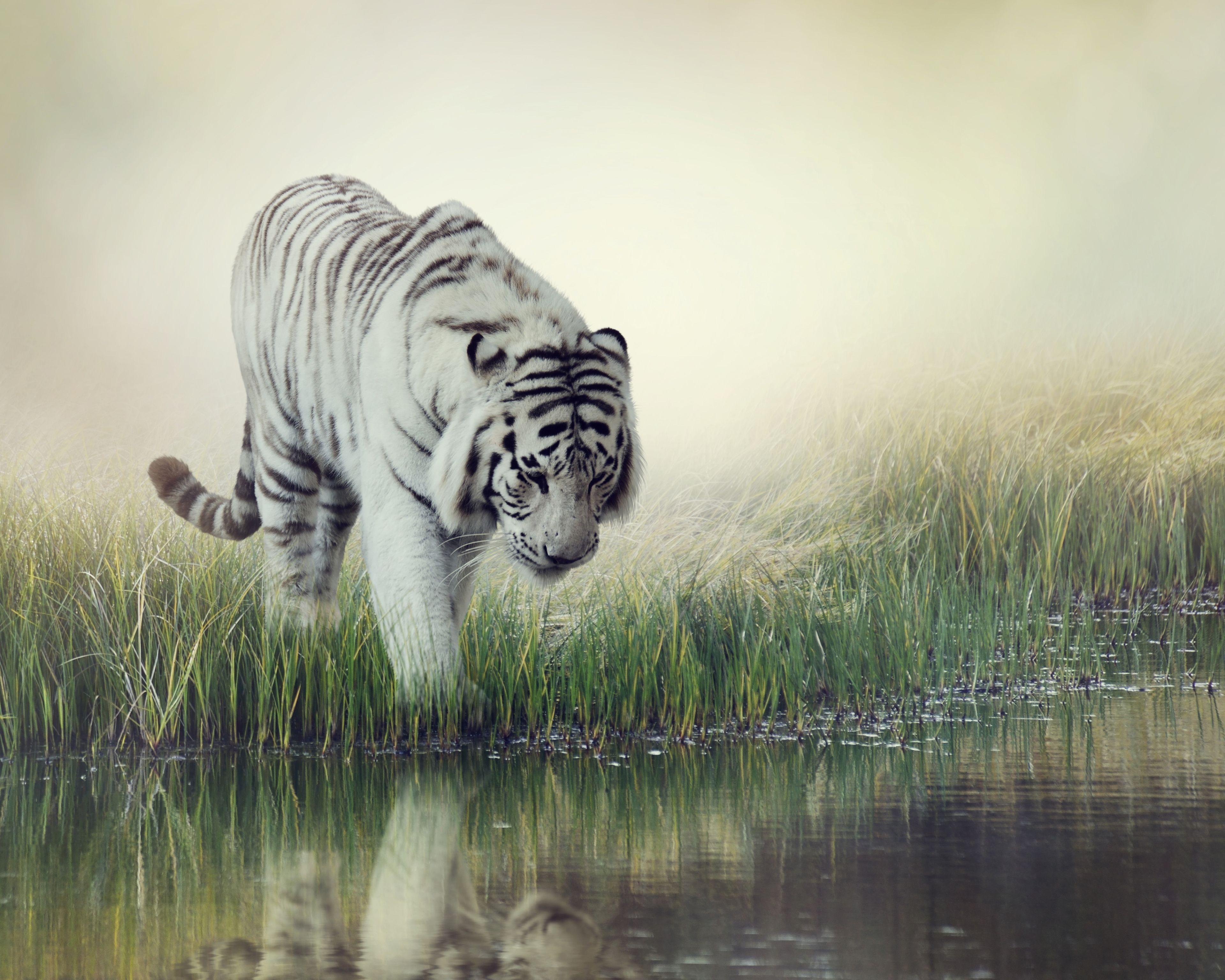 3840x3072 White Tigers HD