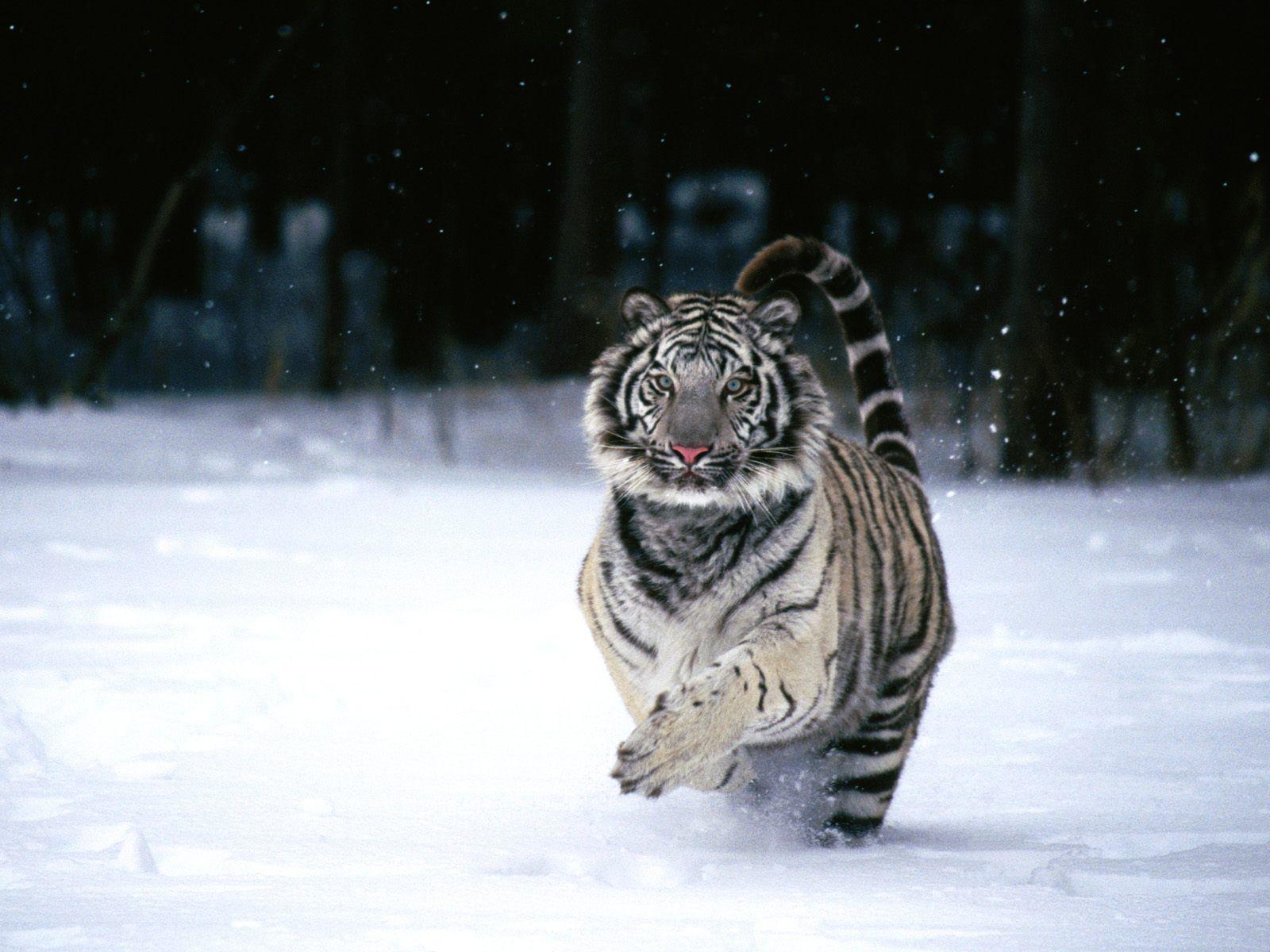 1600x1200 White Tiger Wallpaper