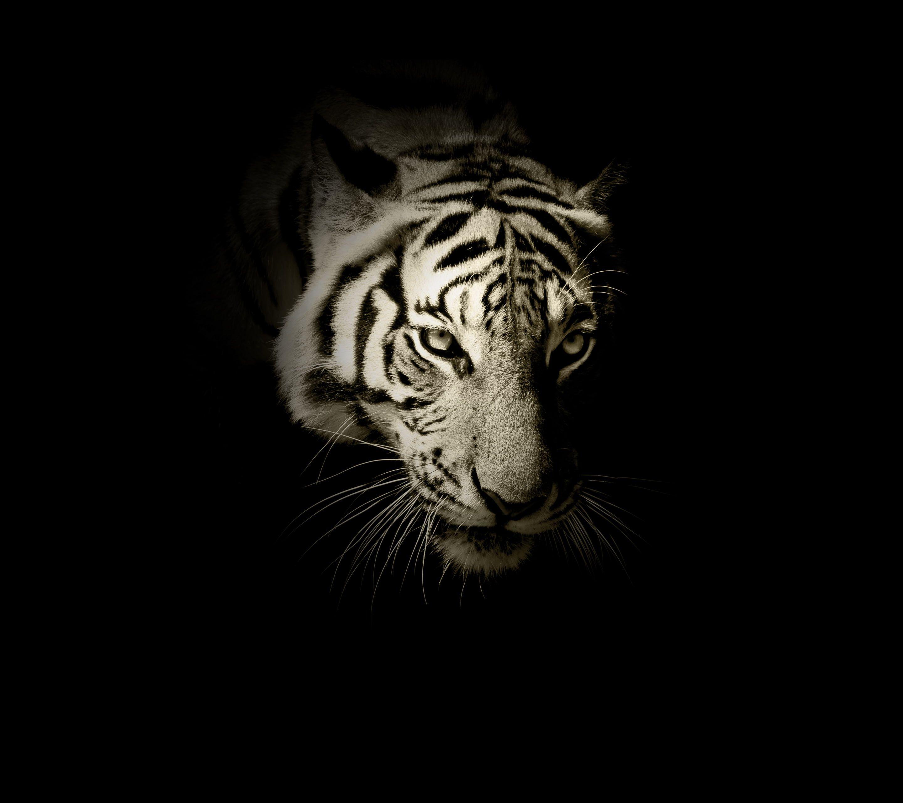 2880x2560 Dark, White tiger, HD wallpaper