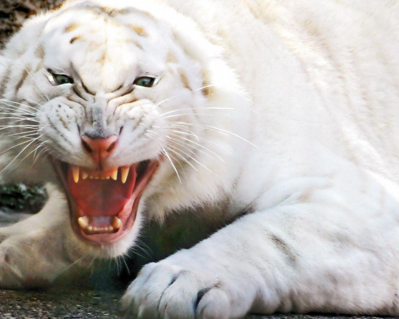 1280x1024 Angry white tiger desktop PC and Mac wallpaper